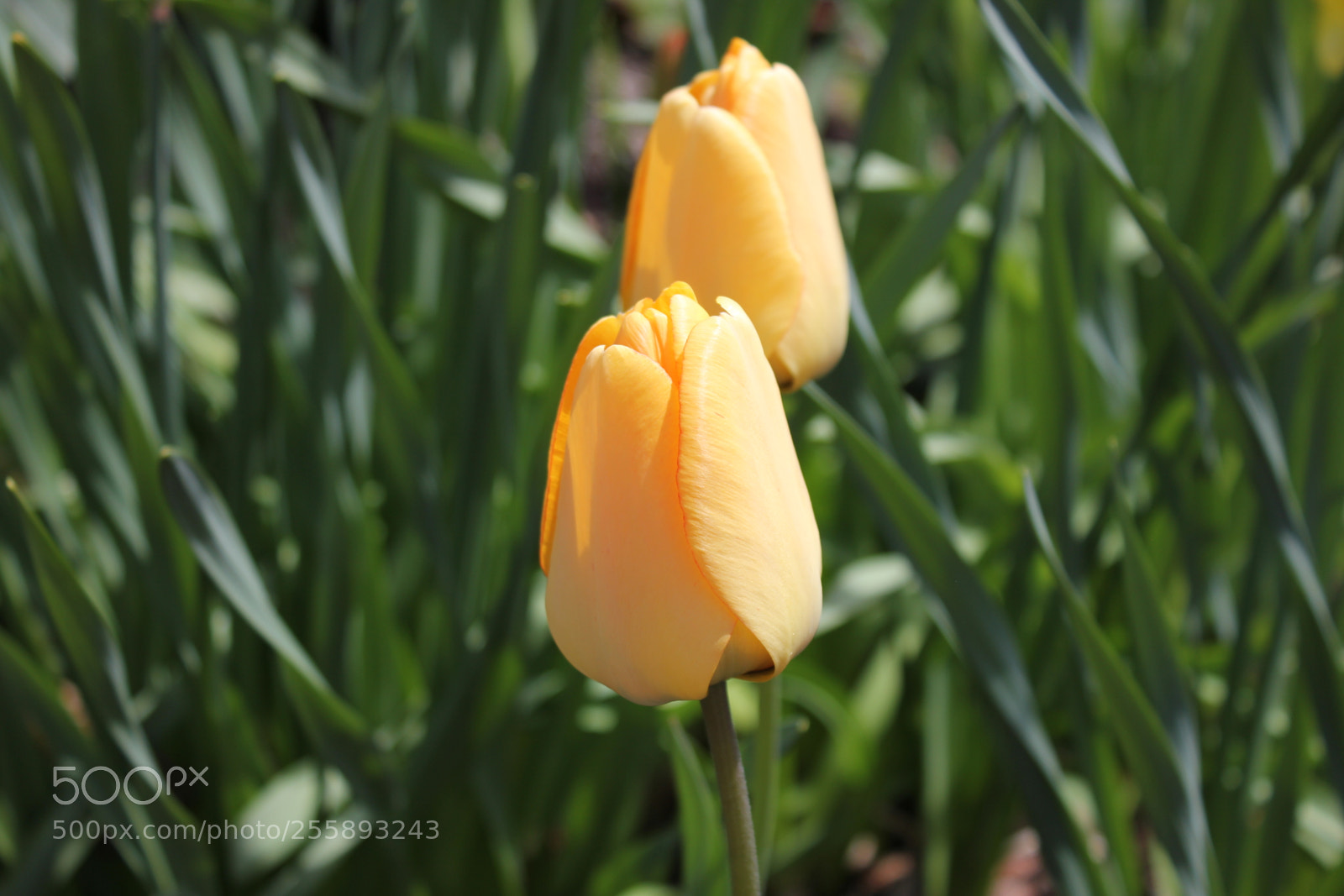 Canon EOS 550D (EOS Rebel T2i / EOS Kiss X4) sample photo. Tulips, edward's gardens, toronto photography