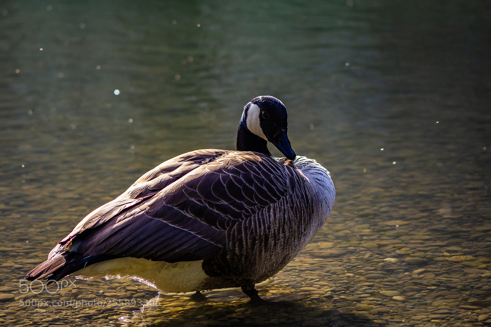 Canon EOS 600D (Rebel EOS T3i / EOS Kiss X5) sample photo. Ente photography