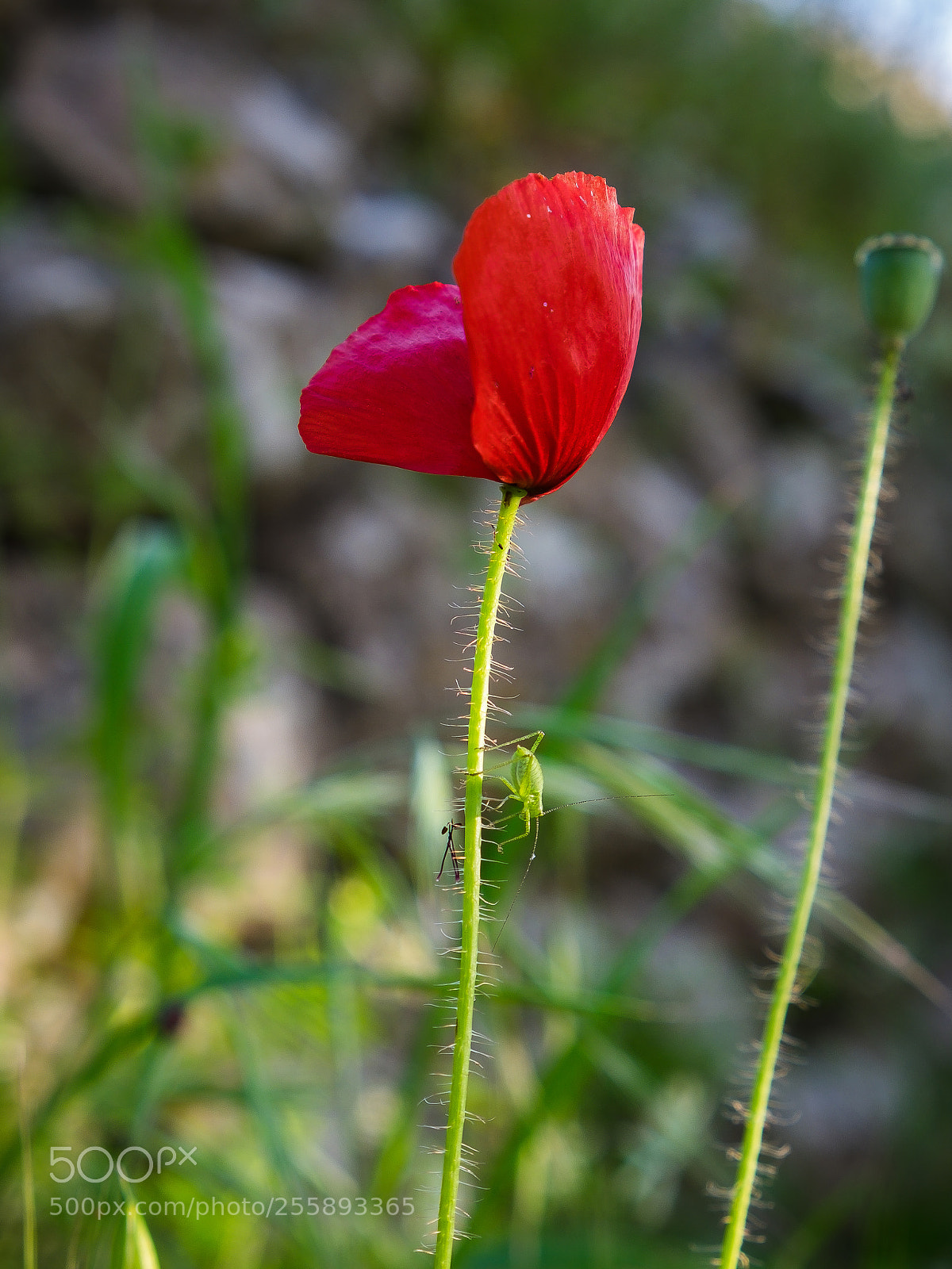 Fujifilm X-T10 sample photo. Mak photography