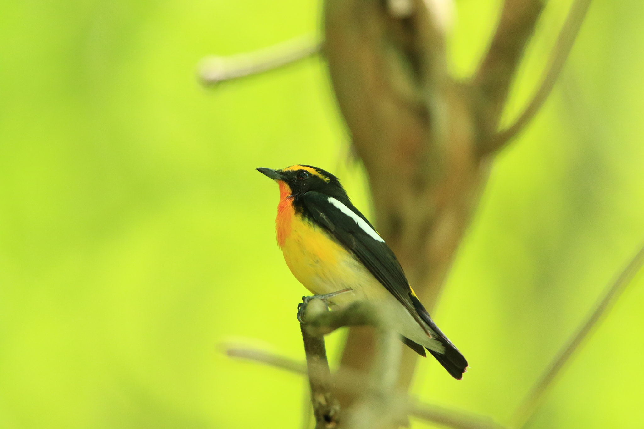 Canon EF 400mm F2.8L IS USM sample photo. キビタキ  narcissus flycatcher photography