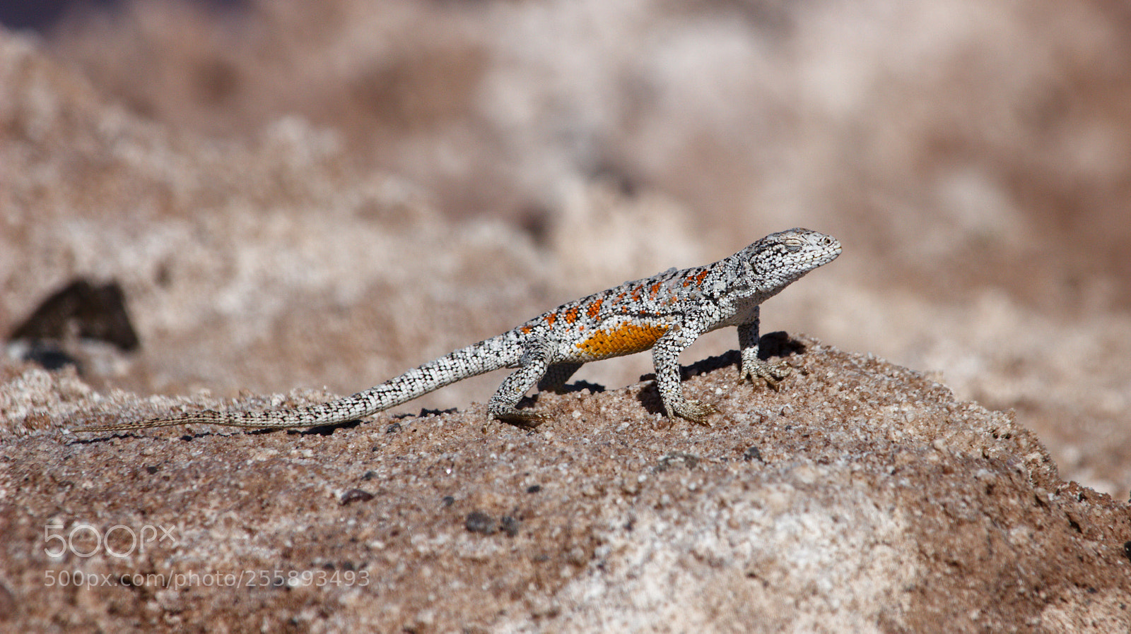 Canon EOS 700D (EOS Rebel T5i / EOS Kiss X7i) sample photo. Lizard on atacama photography