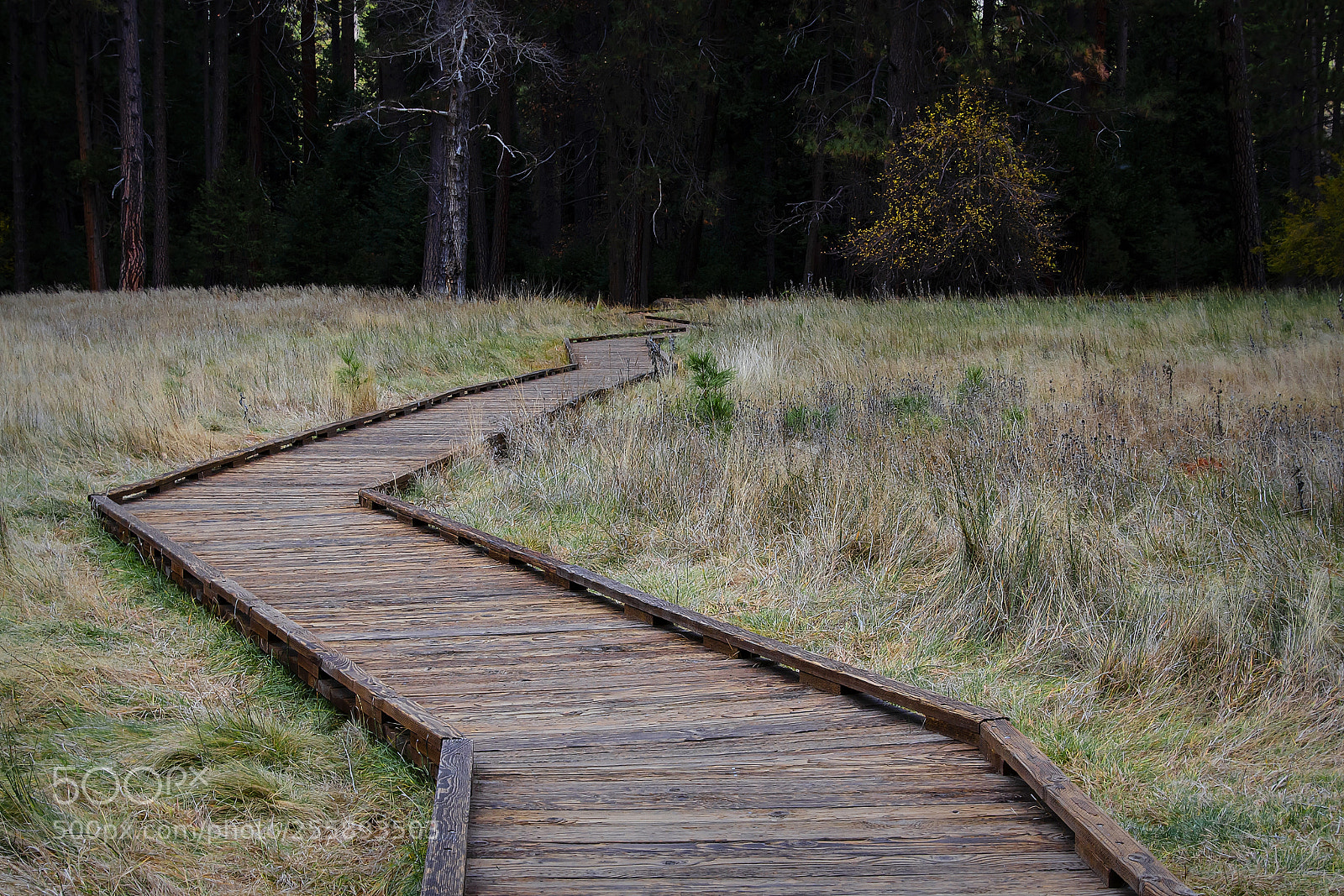 Nikon D7000 sample photo. Into the woods photography