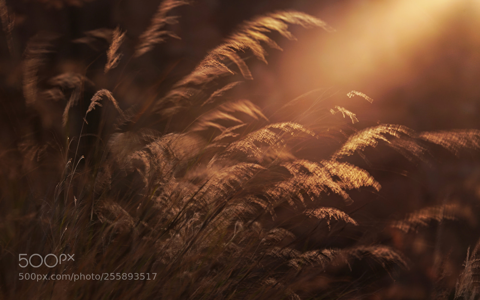 Sony a7R II sample photo. Dawn photography