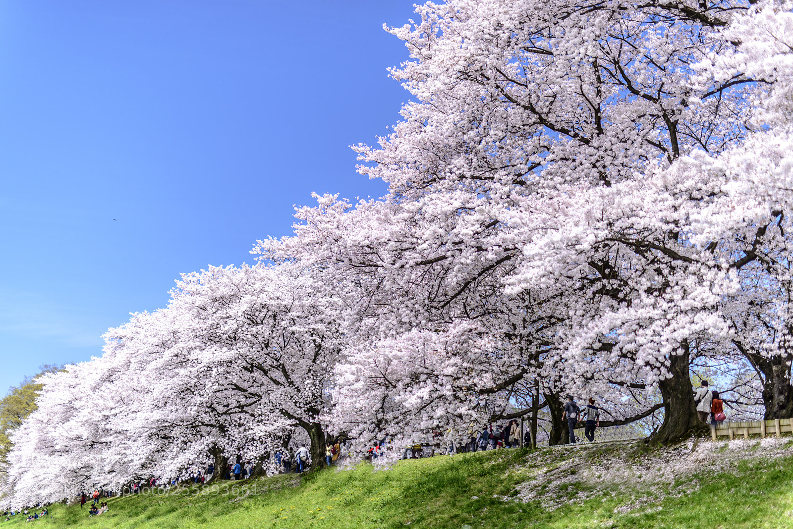 Nikon D800 sample photo. Yodogawa riverside park photography