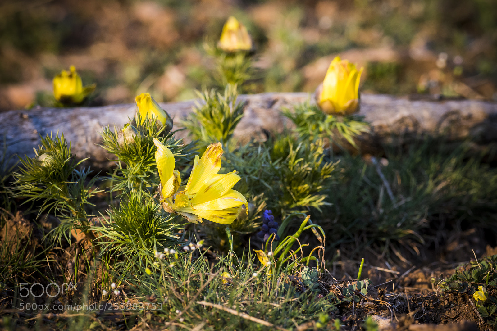Nikon D7200 sample photo. Spring 2018 - pheasant's eye photography