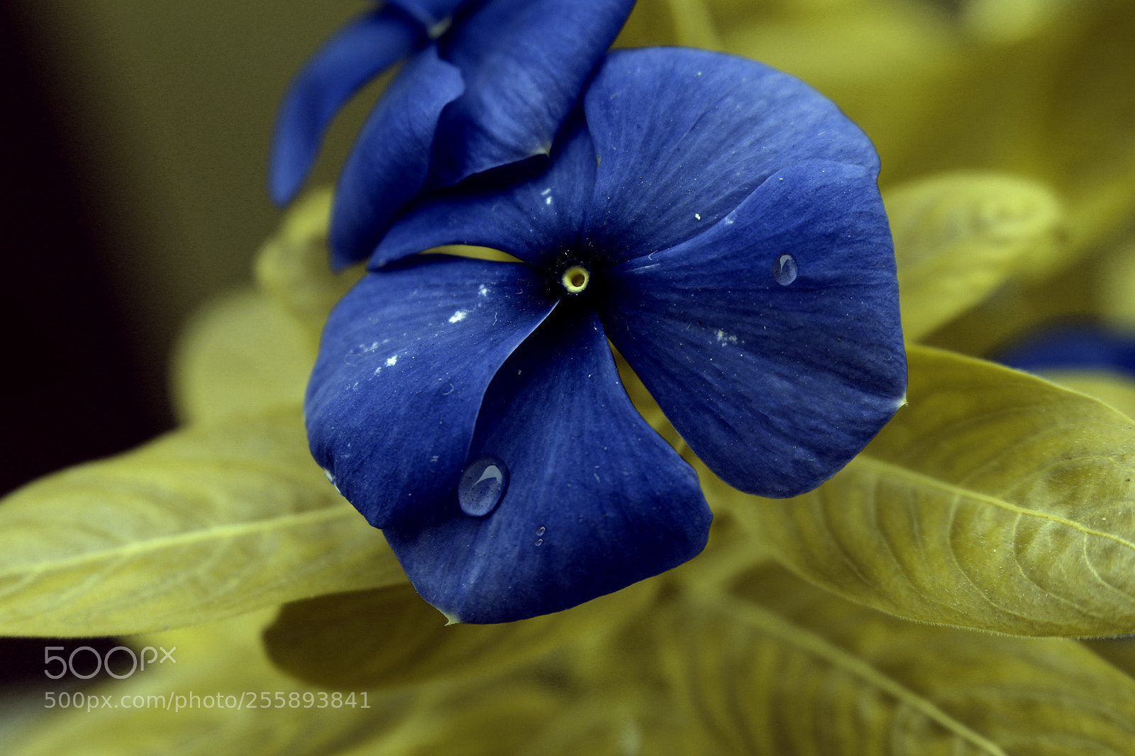 Canon EOS 700D (EOS Rebel T5i / EOS Kiss X7i) sample photo. Blue flo photography