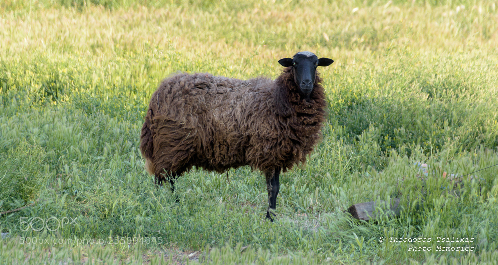 Nikon D7200 sample photo. The silence of the photography