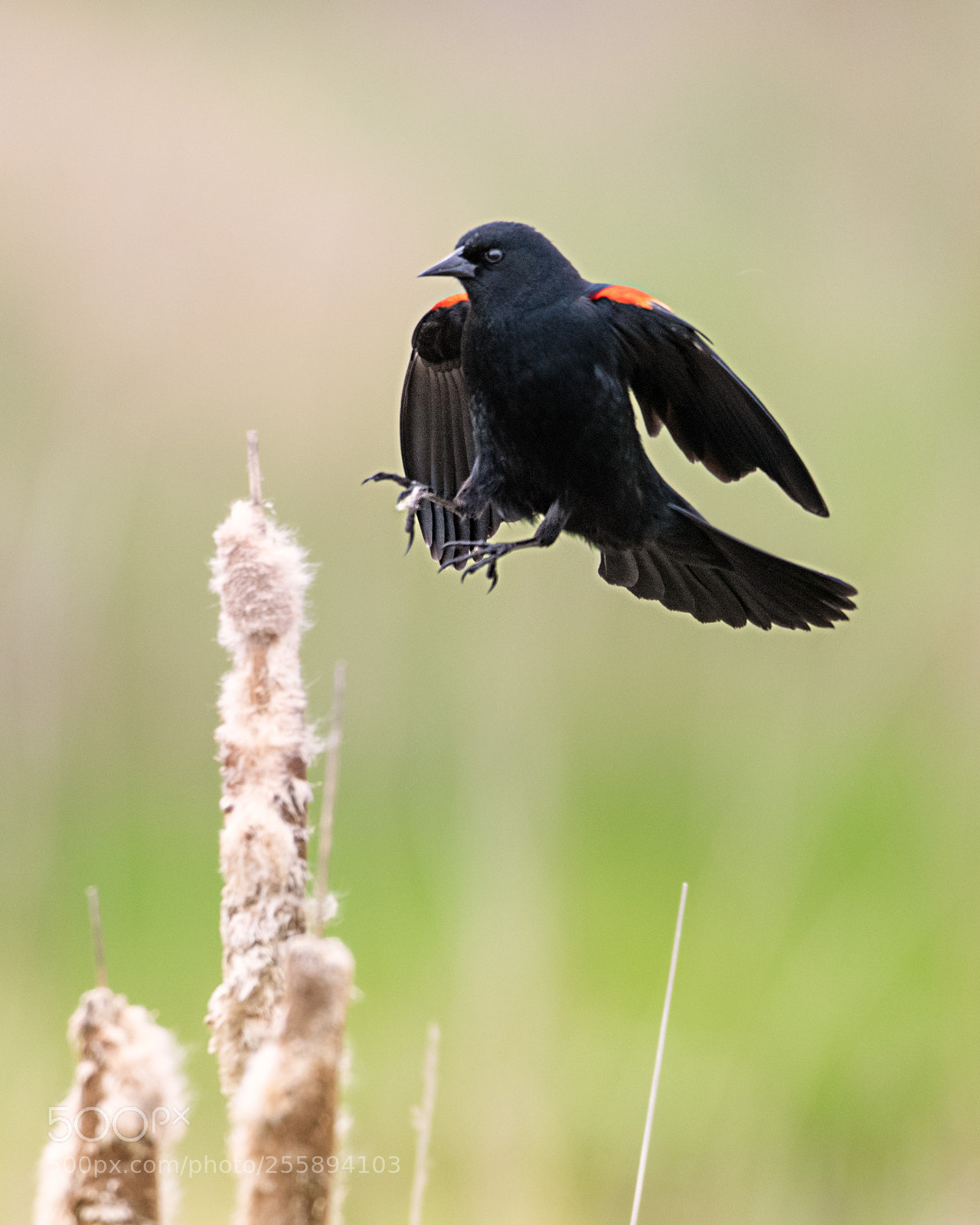 Nikon D850 sample photo. Landing gear out photography