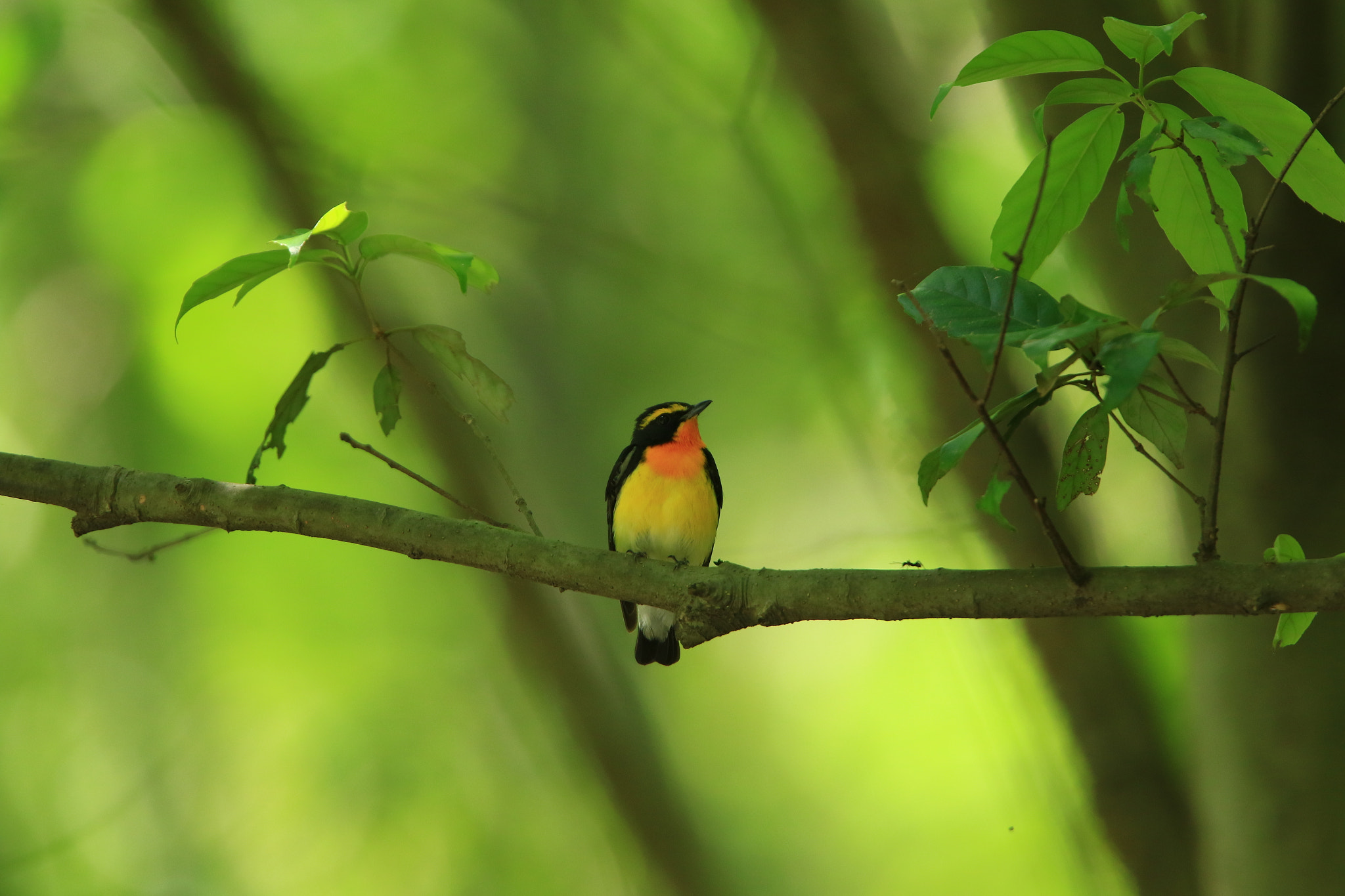 Canon EF 400mm F2.8L IS USM sample photo. キビタキ  narcissus flycatcher photography