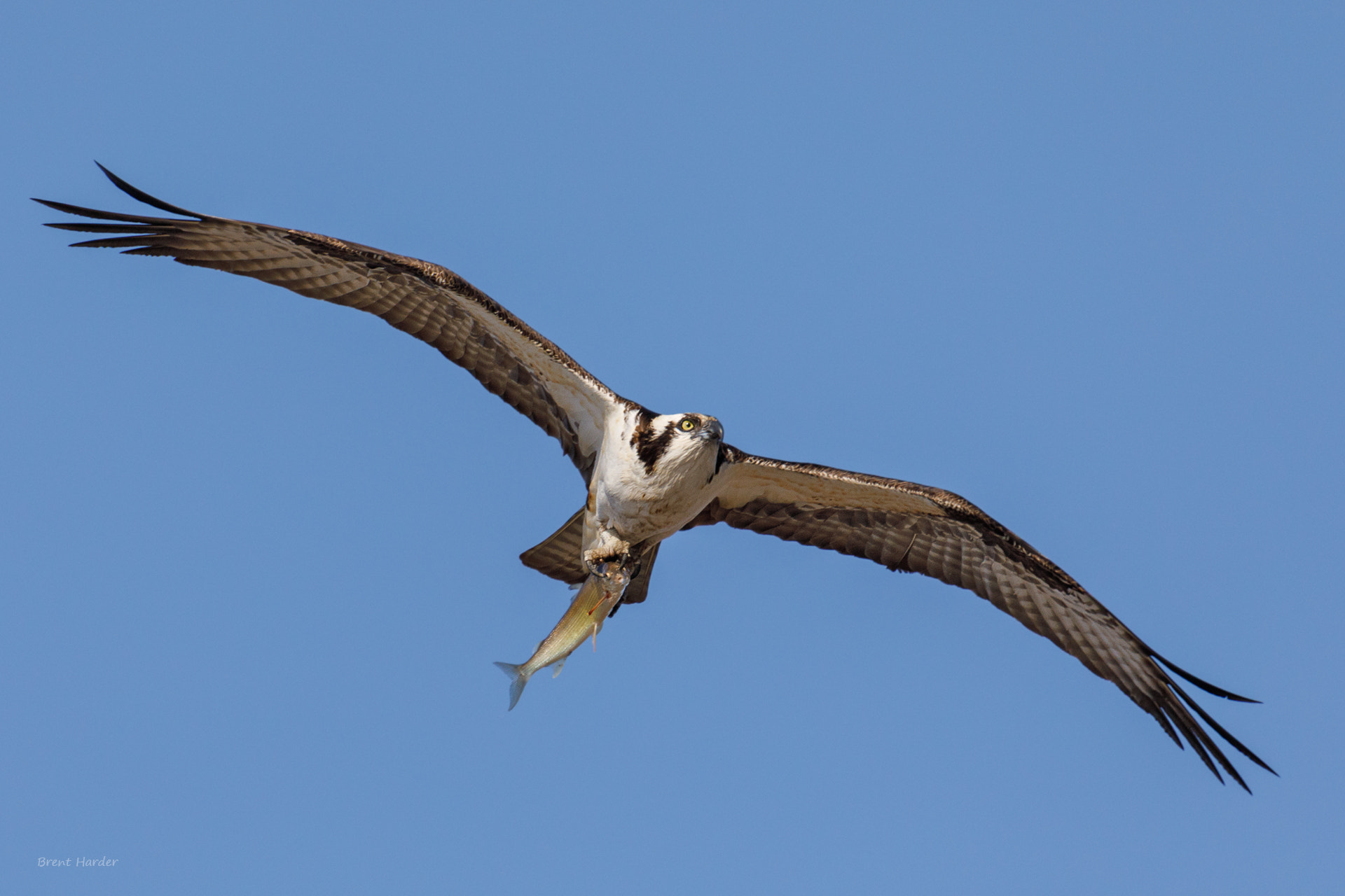 Canon EOS sample photo. Osprey photography