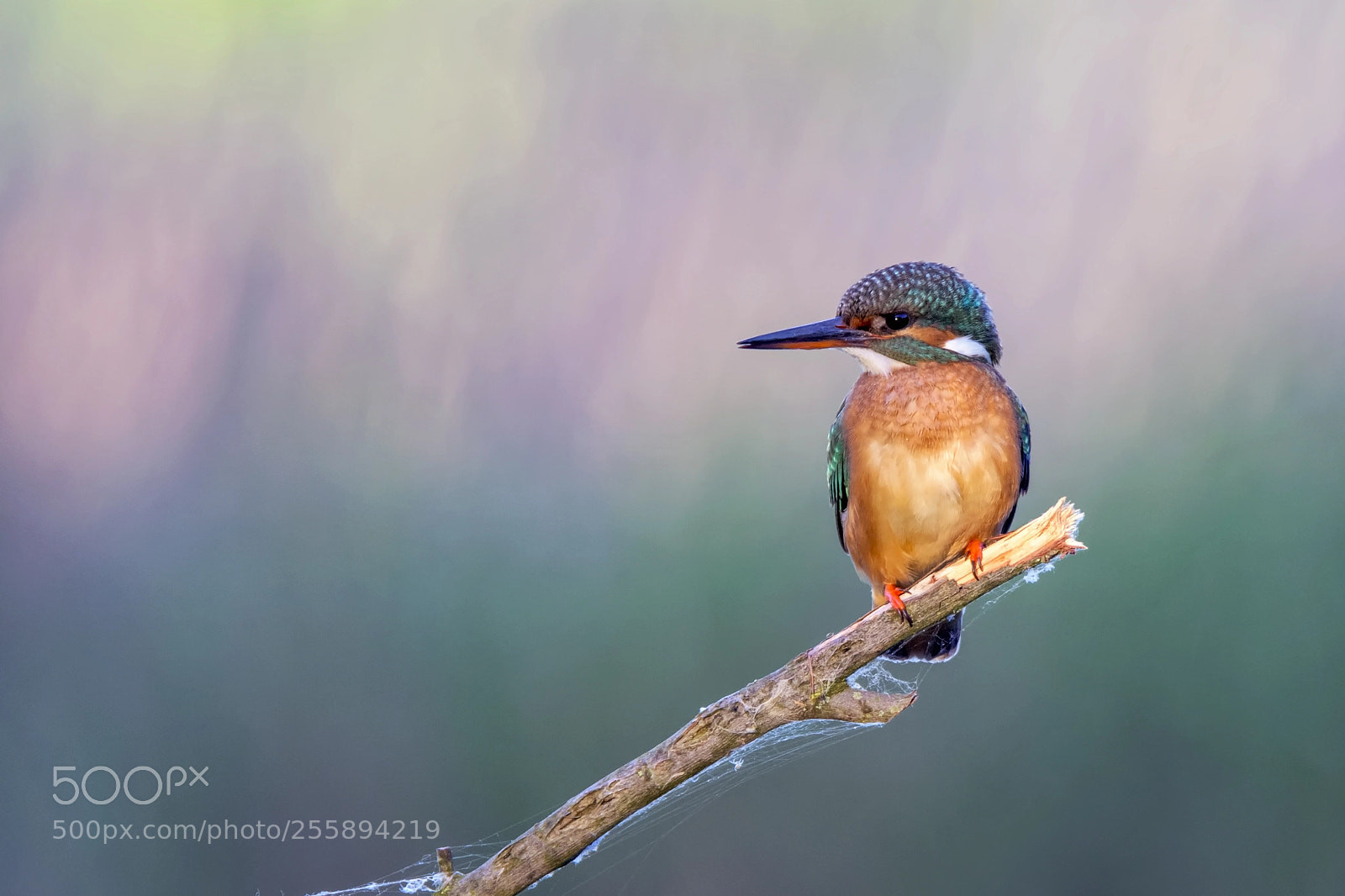 Nikon D7200 sample photo. Common kingfisher photography