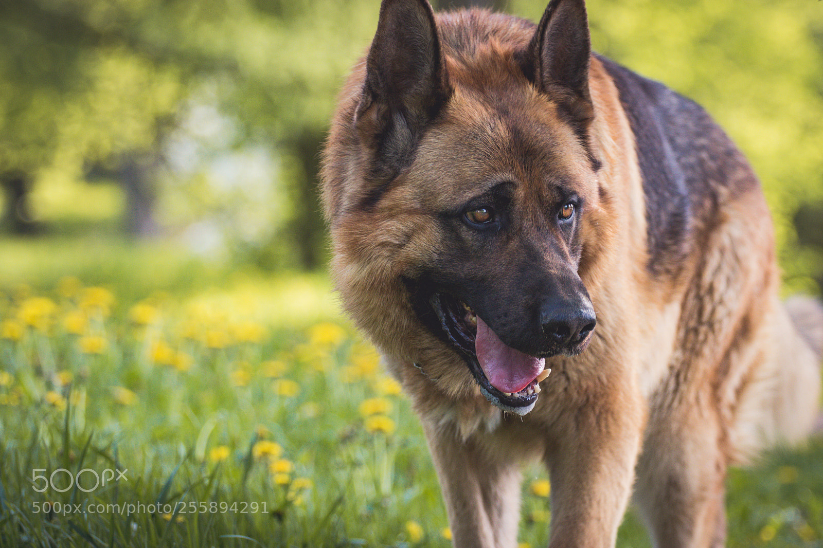 Canon EOS 750D (EOS Rebel T6i / EOS Kiss X8i) sample photo. Another with dargo :) photography