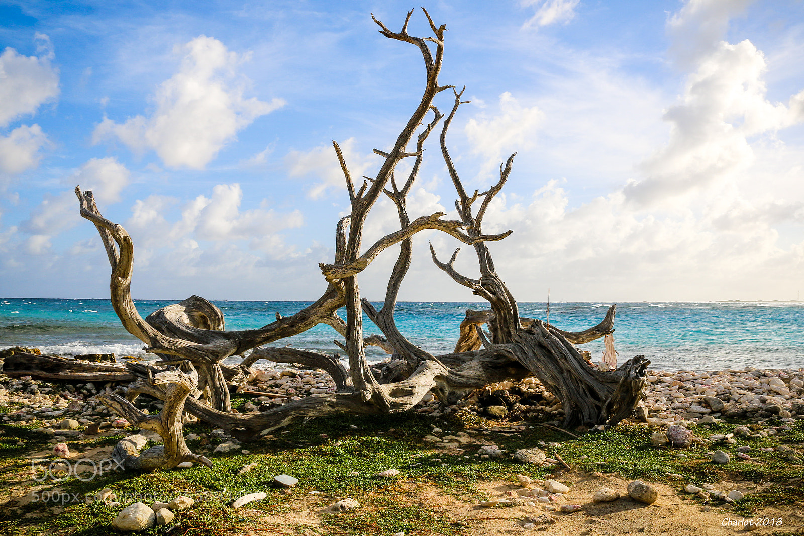 Canon EOS 70D sample photo. Still  standing strong photography