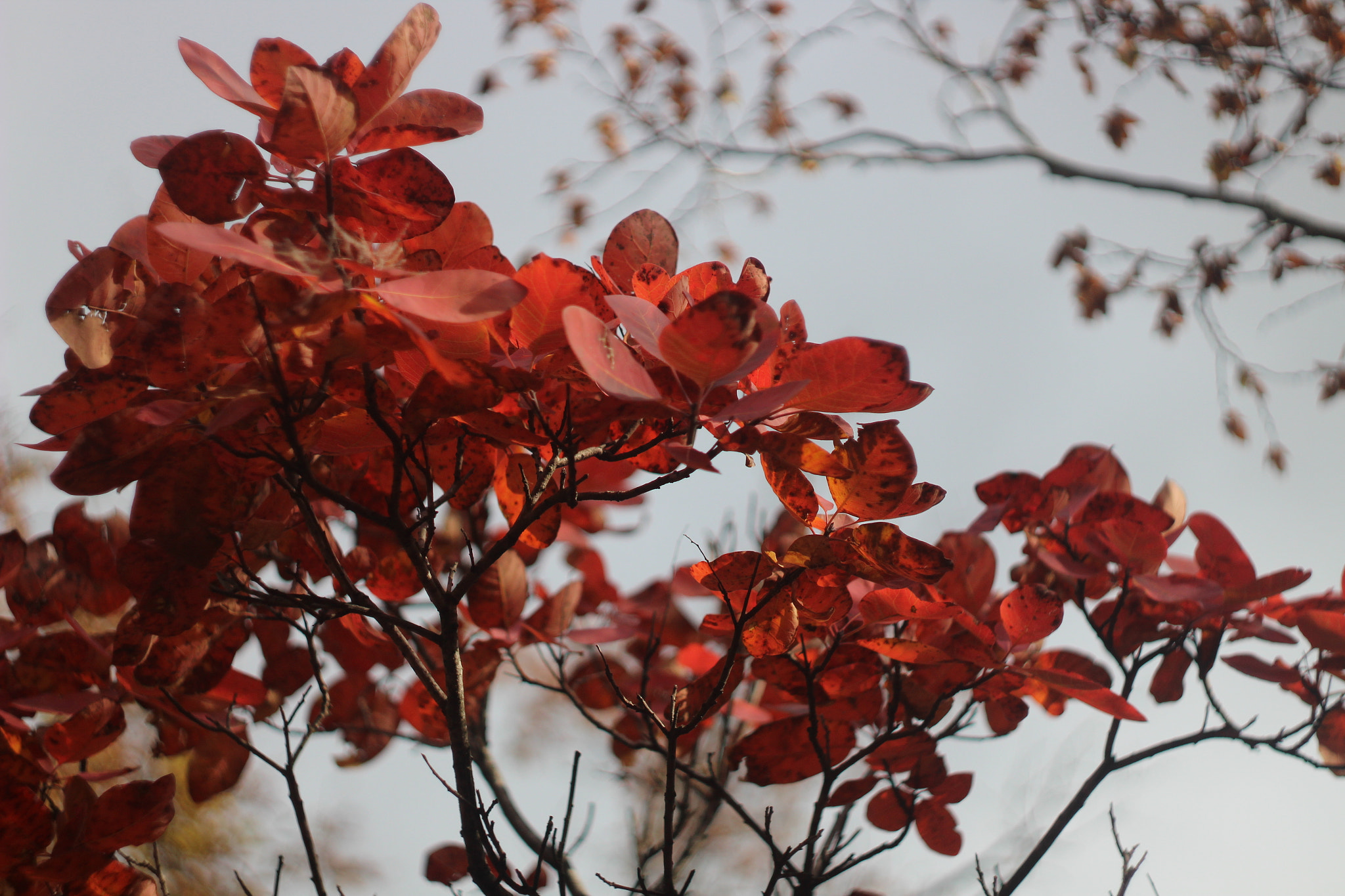 Canon EF 35-80mm f/4-5.6 sample photo. Pissardii photography