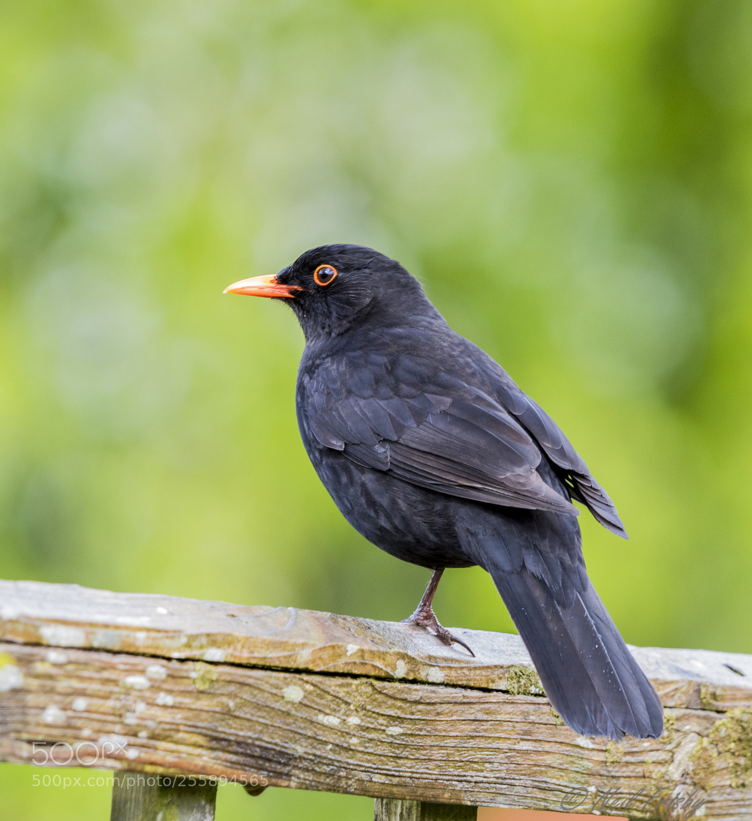 Nikon D500 sample photo. One legged blackbird. photography