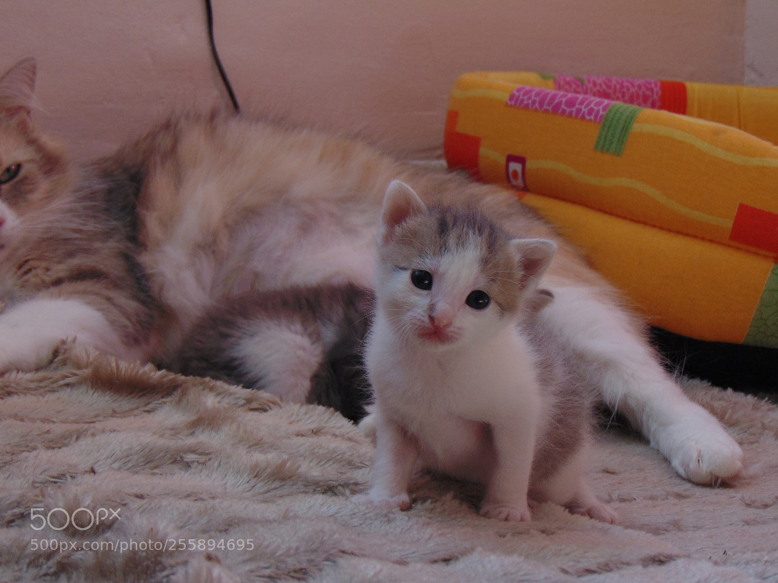 Sony Cyber-shot DSC-H300 sample photo. Little kitten looking at photography