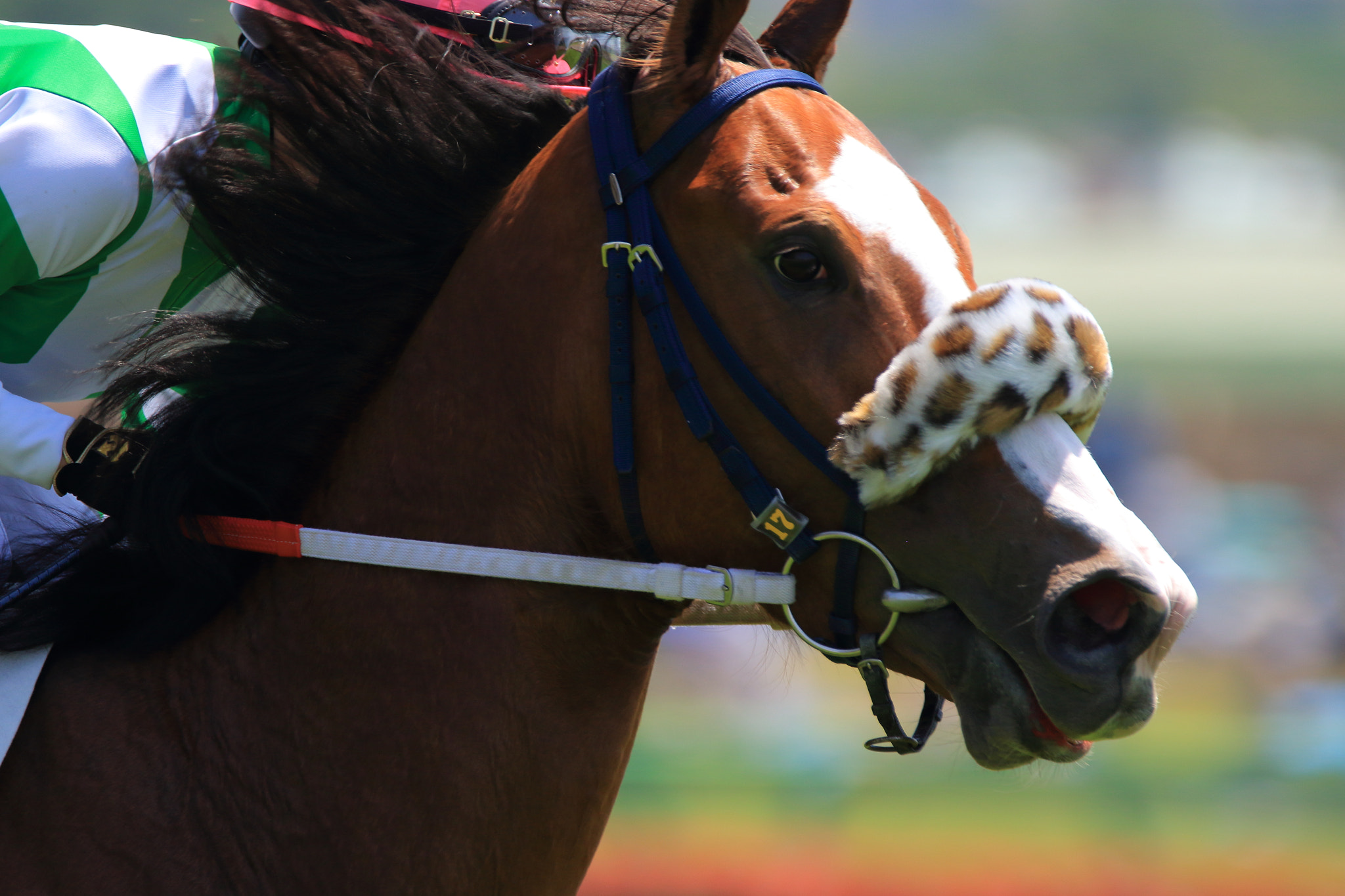 Sigma 150-600mm F5-6.3 DG OS HSM | C sample photo. Race horse photography