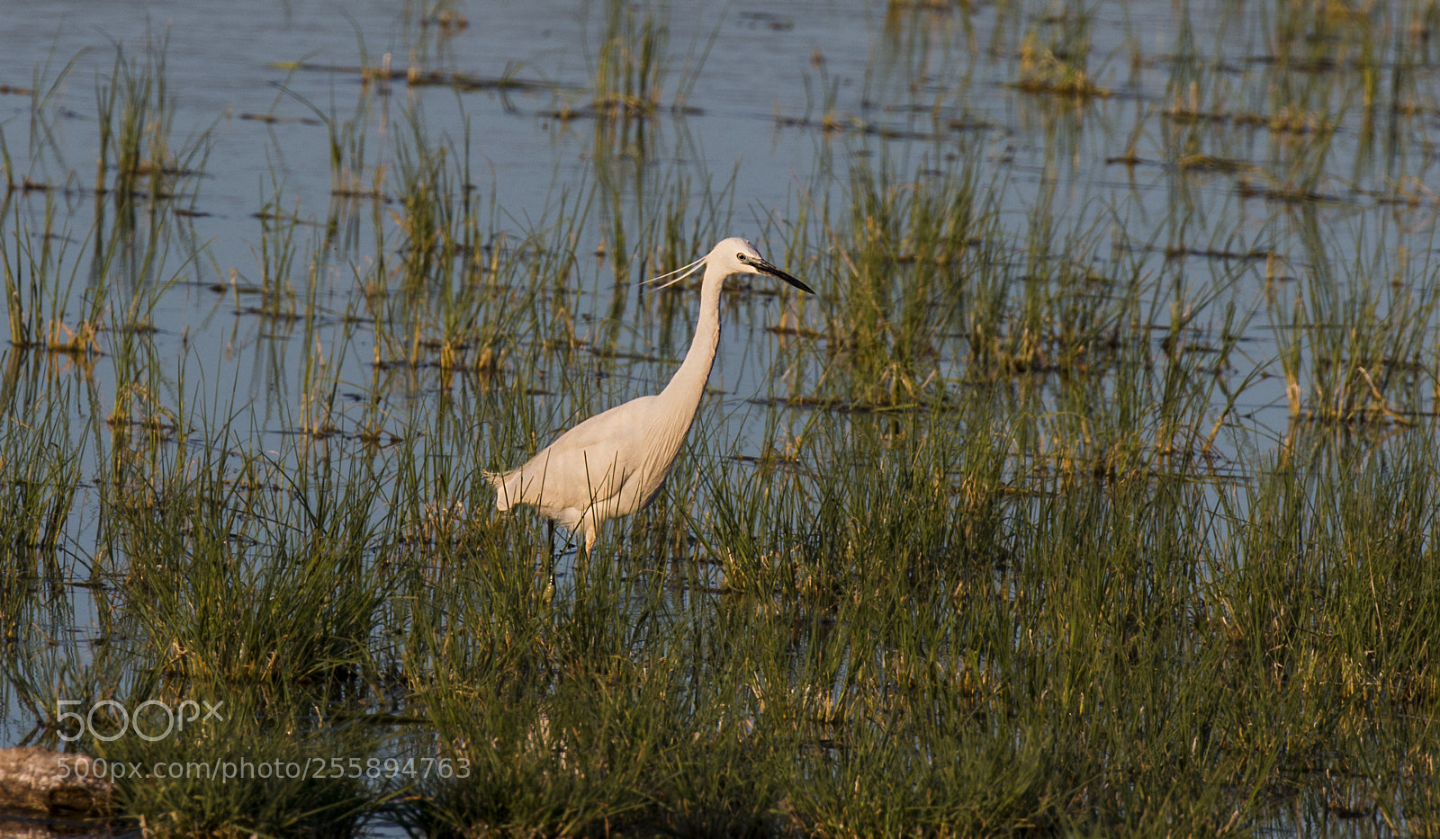 Canon EOS 70D sample photo. Egretta garzetta photography