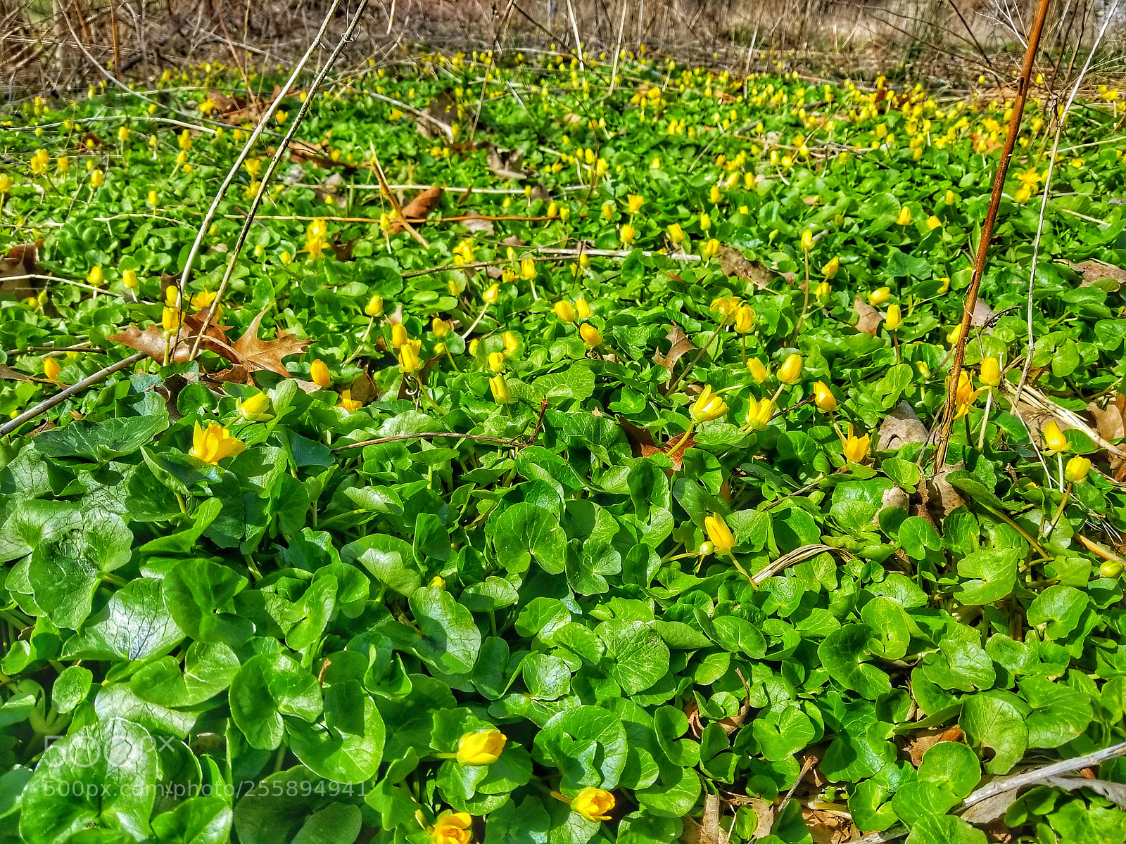 Samsung Galaxy S8+ sample photo. Wildflower_bed photography