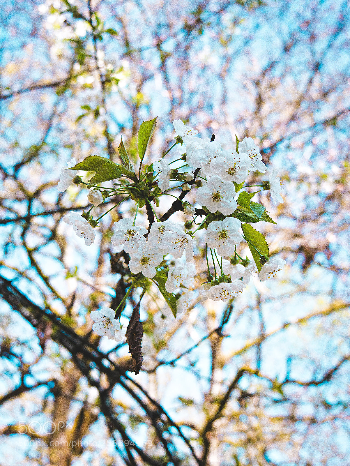 Panasonic Lumix DMC-G85 (Lumix DMC-G80) sample photo. Untitled photography
