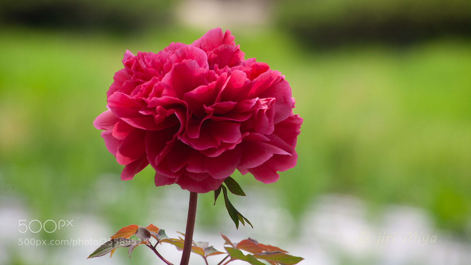 Canon EOS 5D Mark II sample photo. Happy holidays photography