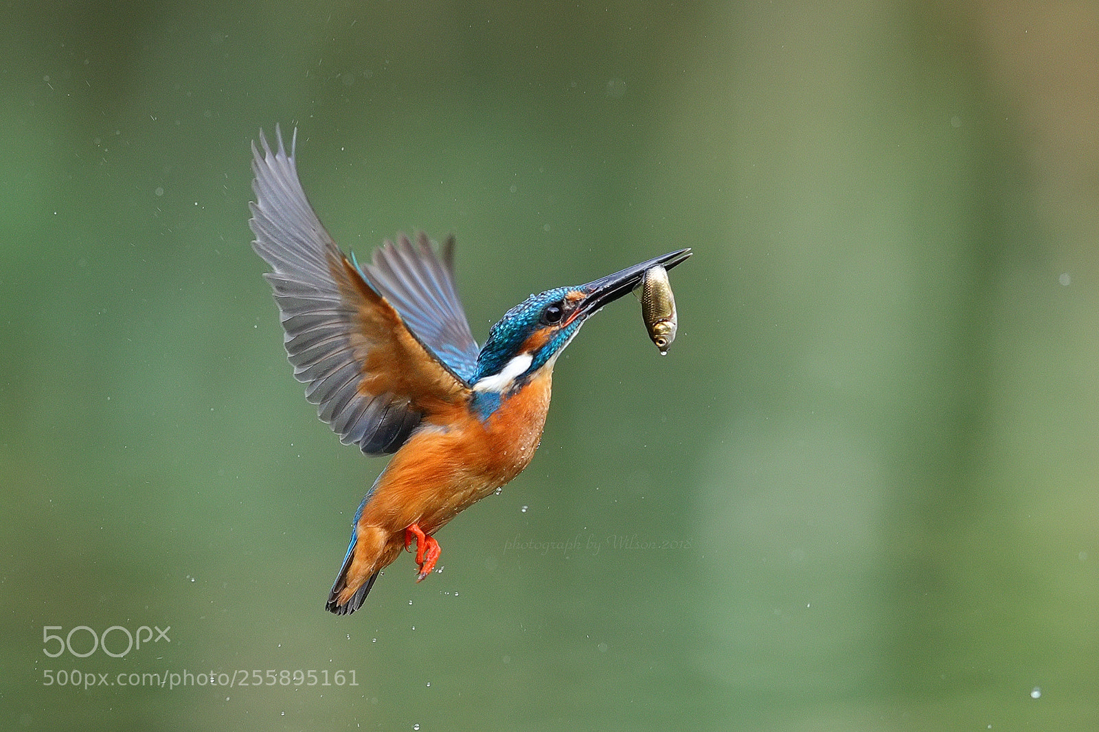 Canon EOS-1D X Mark II sample photo. Alcedo atthis photography