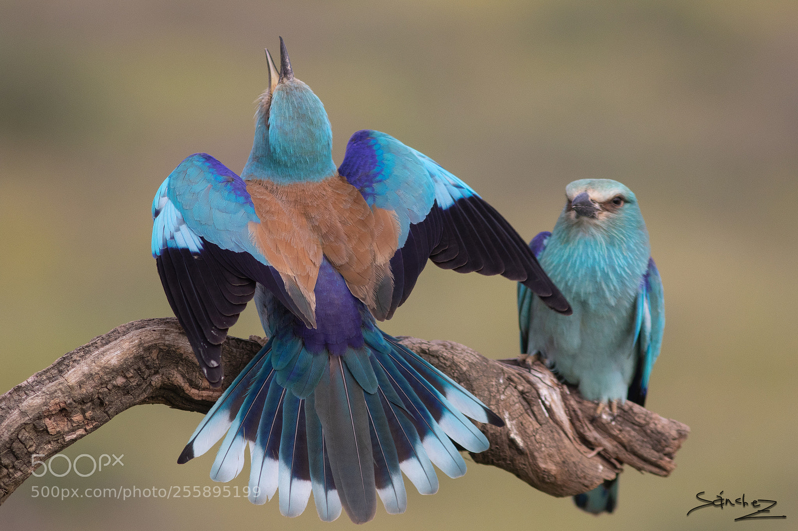 Canon EOS 7D Mark II sample photo. Carraca europea photography