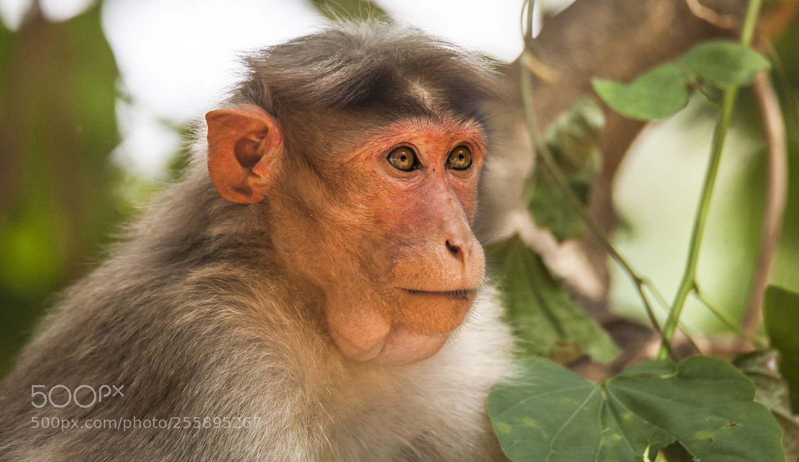 Canon EOS 5D Mark II sample photo. The eyes! photography