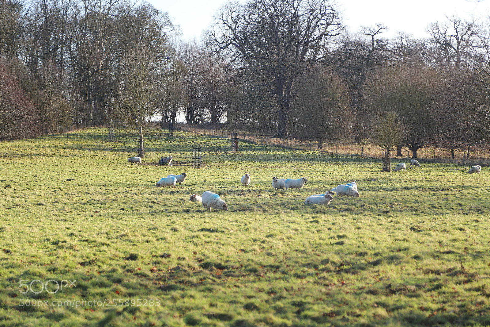 Canon EOS 6D Mark II sample photo. National trust, wimpole hall photography
