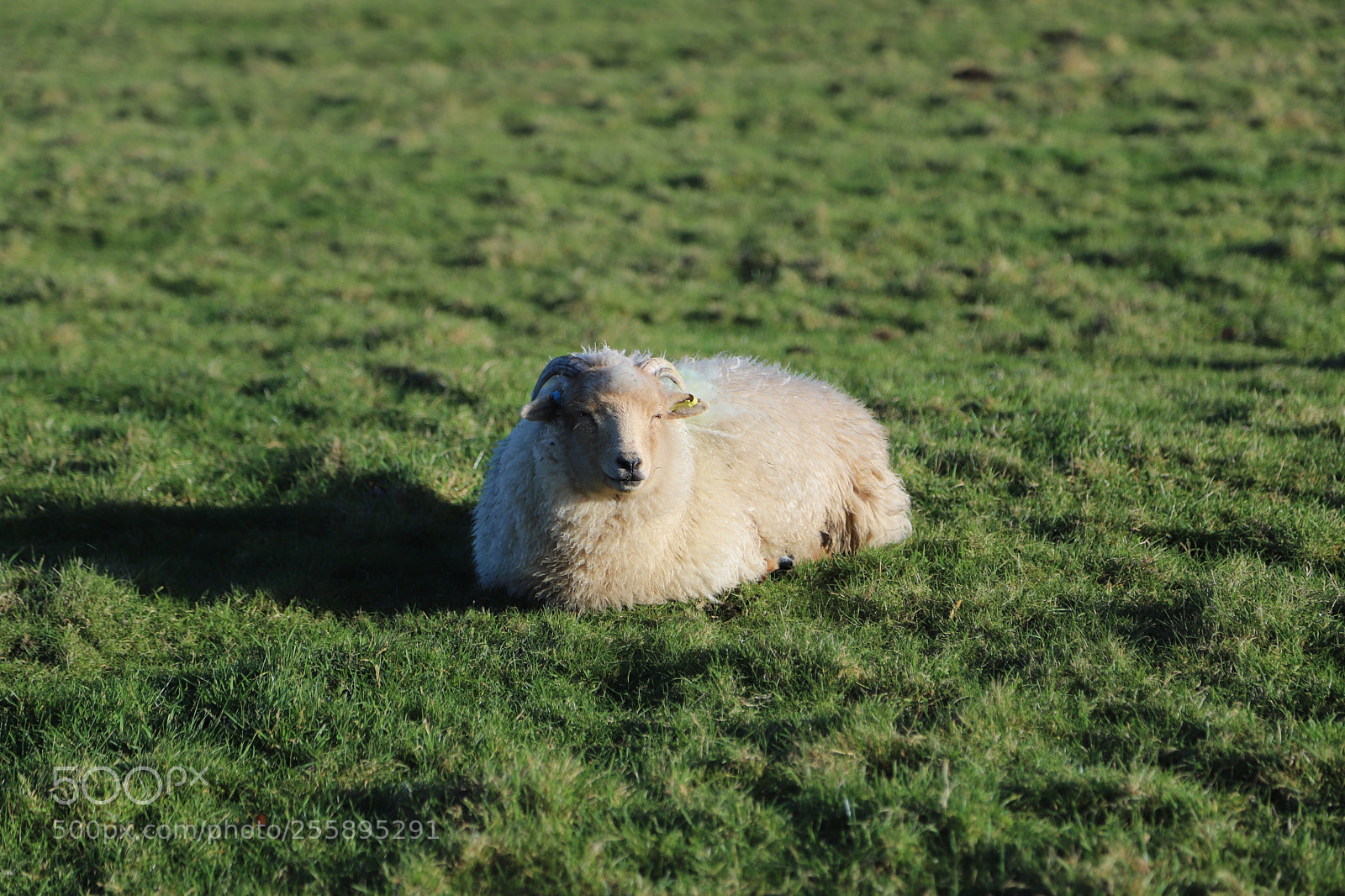 Canon EOS 6D Mark II sample photo. National trust, wimpole hall photography
