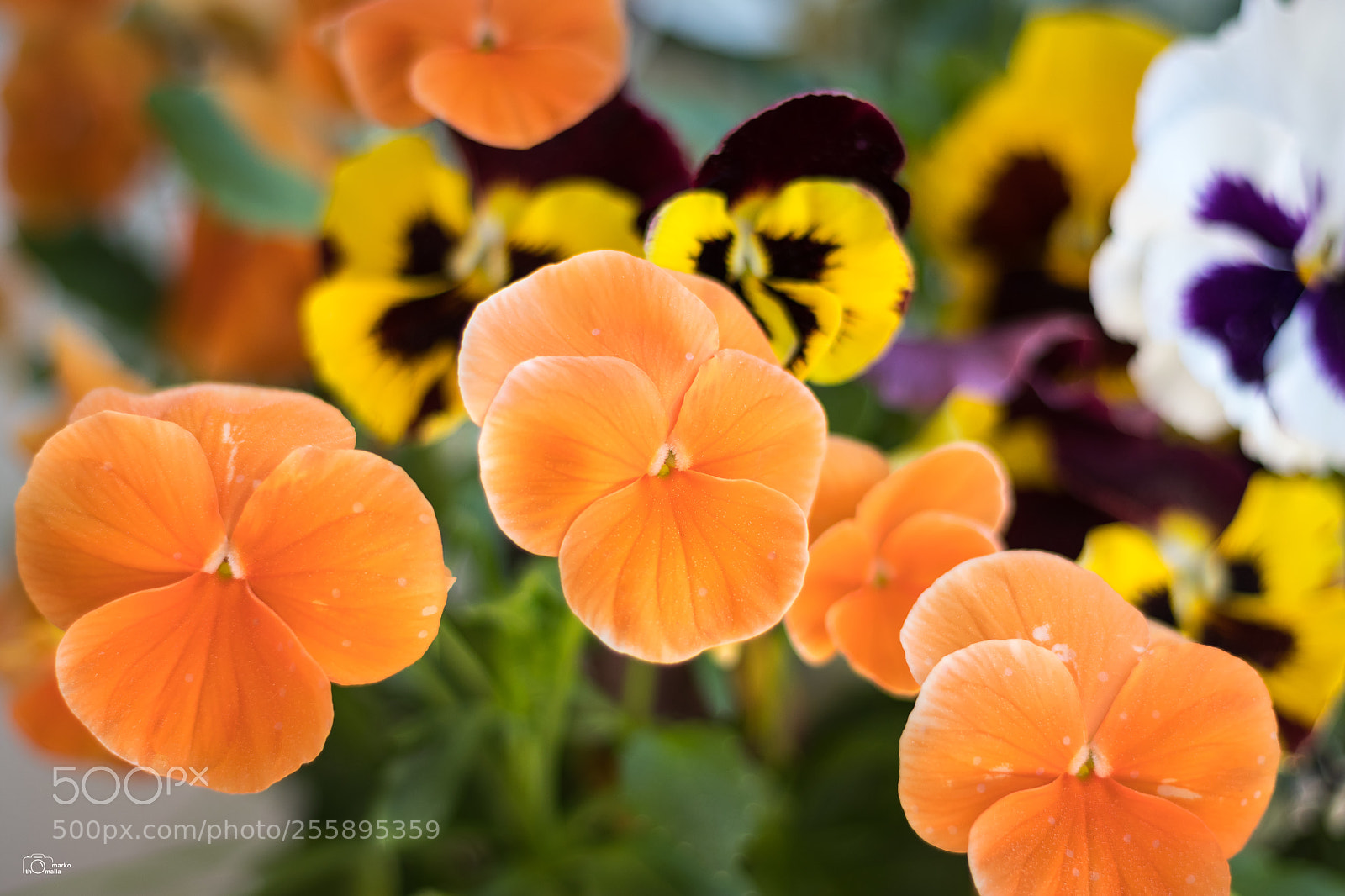 Canon EOS 80D sample photo. Flower photography
