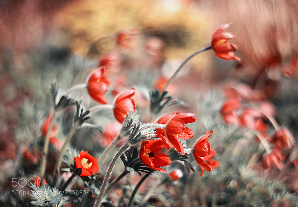Canon EOS 5D Mark II sample photo. Springtime photography