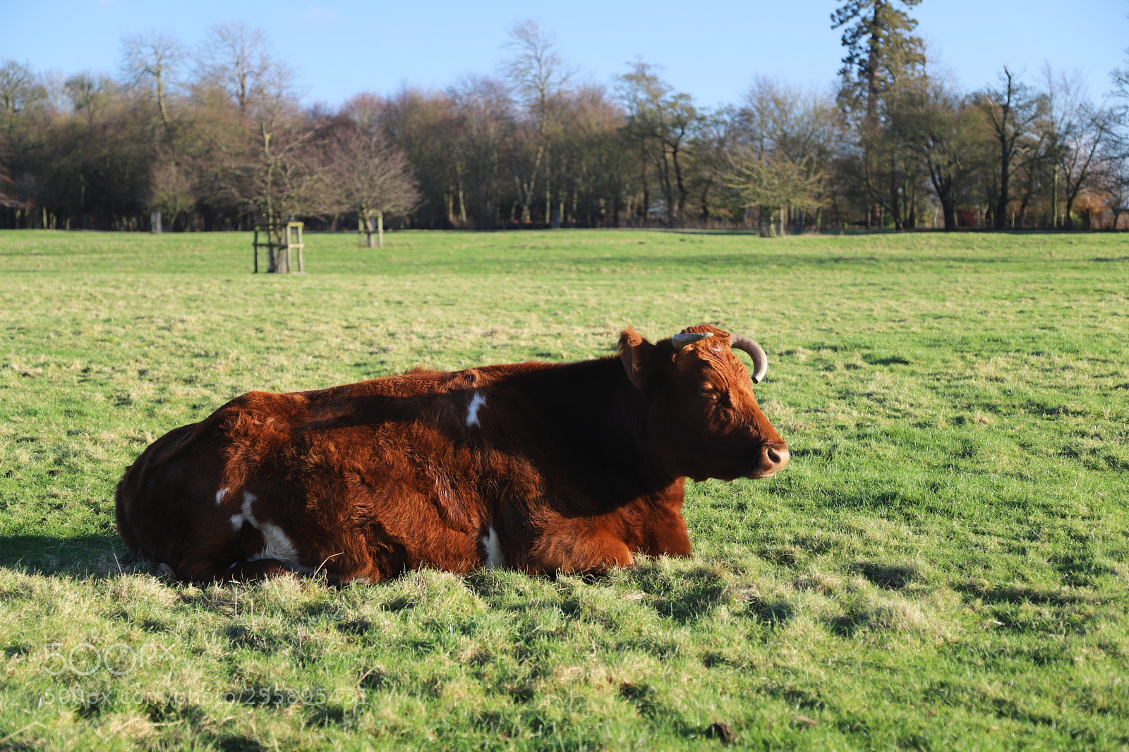 Canon EOS 6D Mark II sample photo. National trust, wimpole hall photography