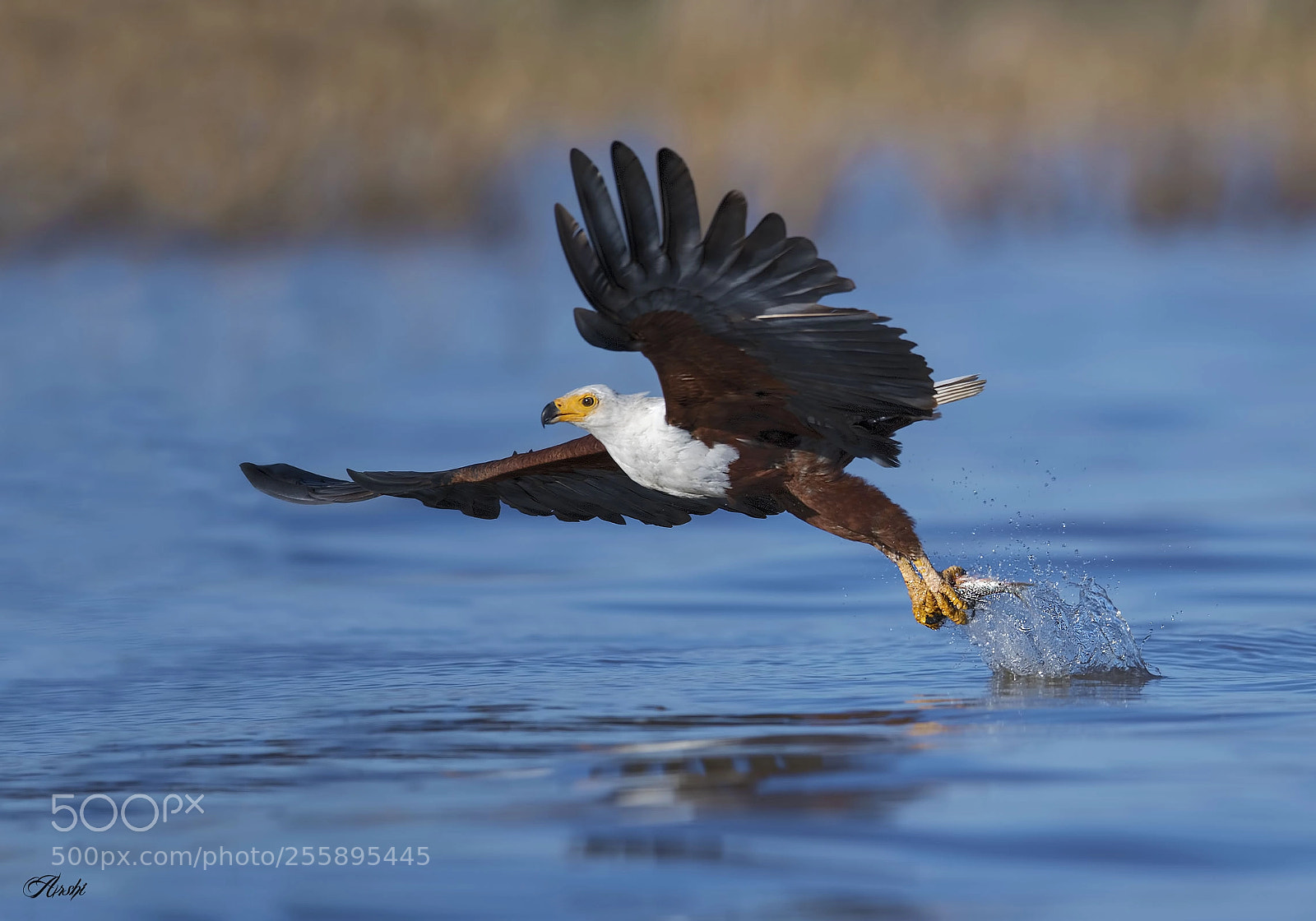 Nikon D5 sample photo. African fish eagle.... photography