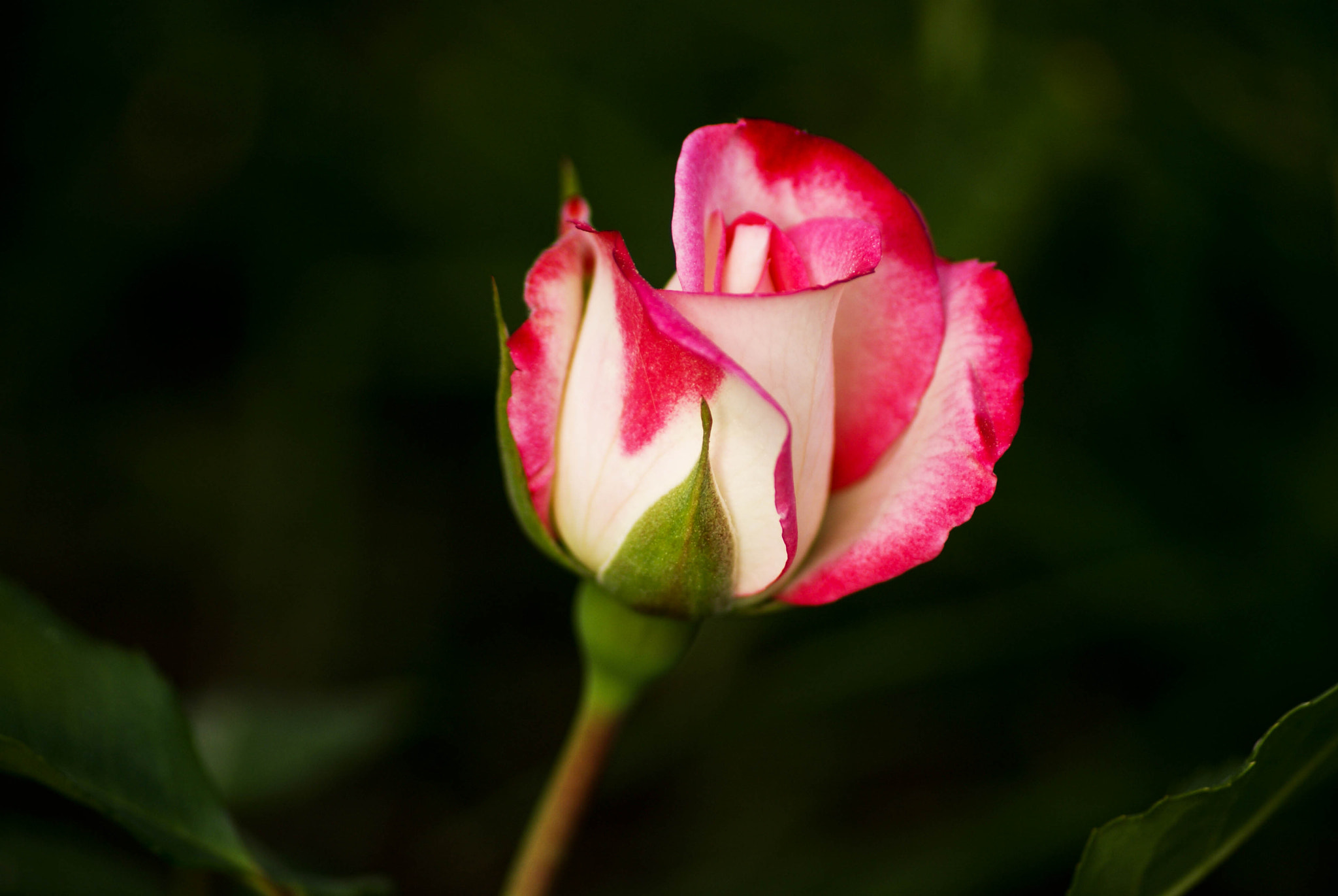 Sony Alpha DSLR-A330 sample photo