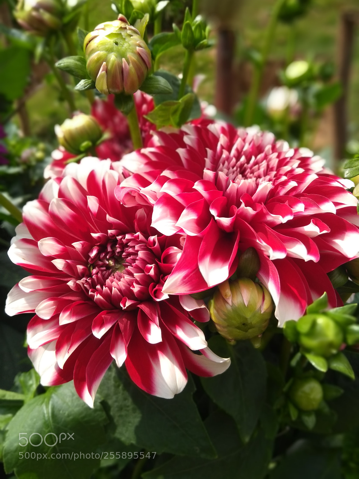 Motorola Moto G (5S) Plus sample photo. Fauna photography