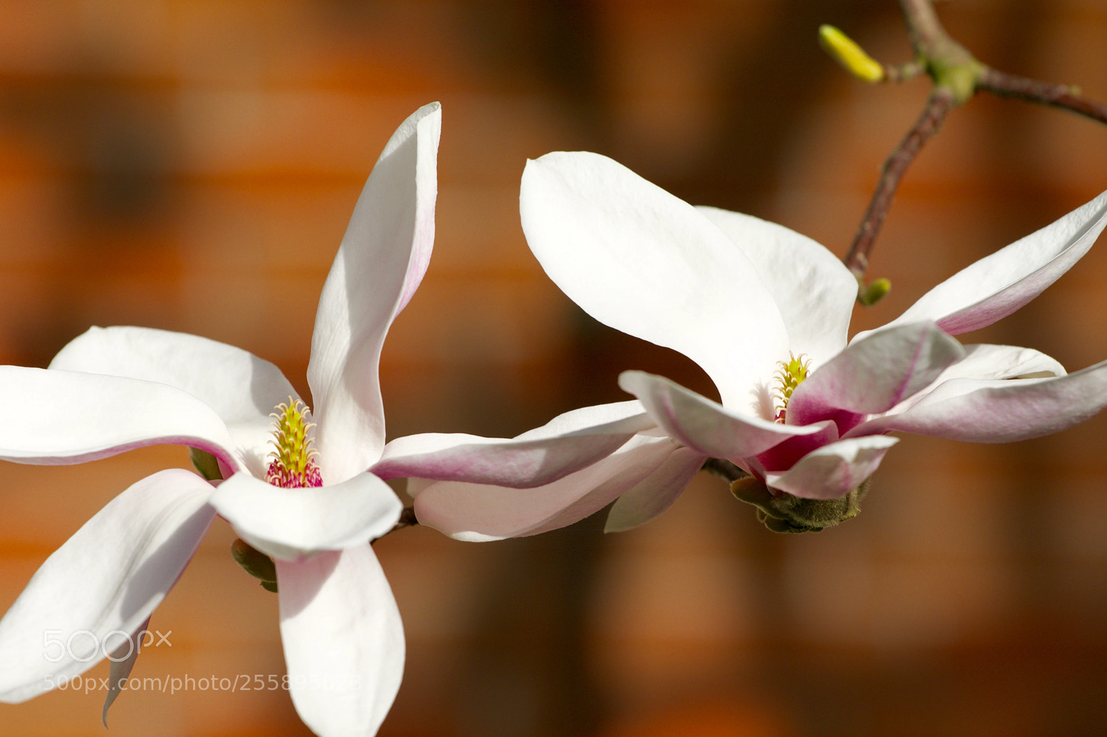Canon EOS 7D Mark II sample photo. Welkom spring photography