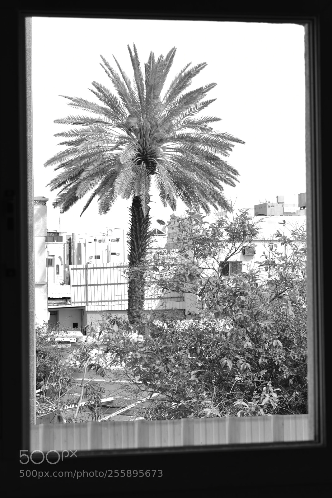 Nikon D5600 sample photo. A window tells the photography