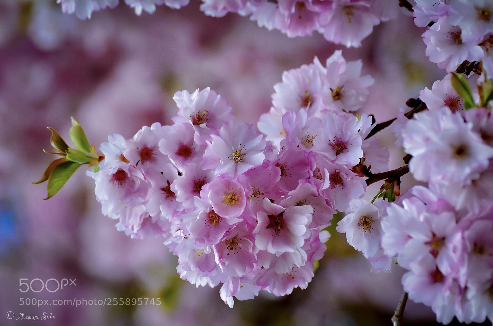 Nikon D5200 sample photo. Cherry blossom photography