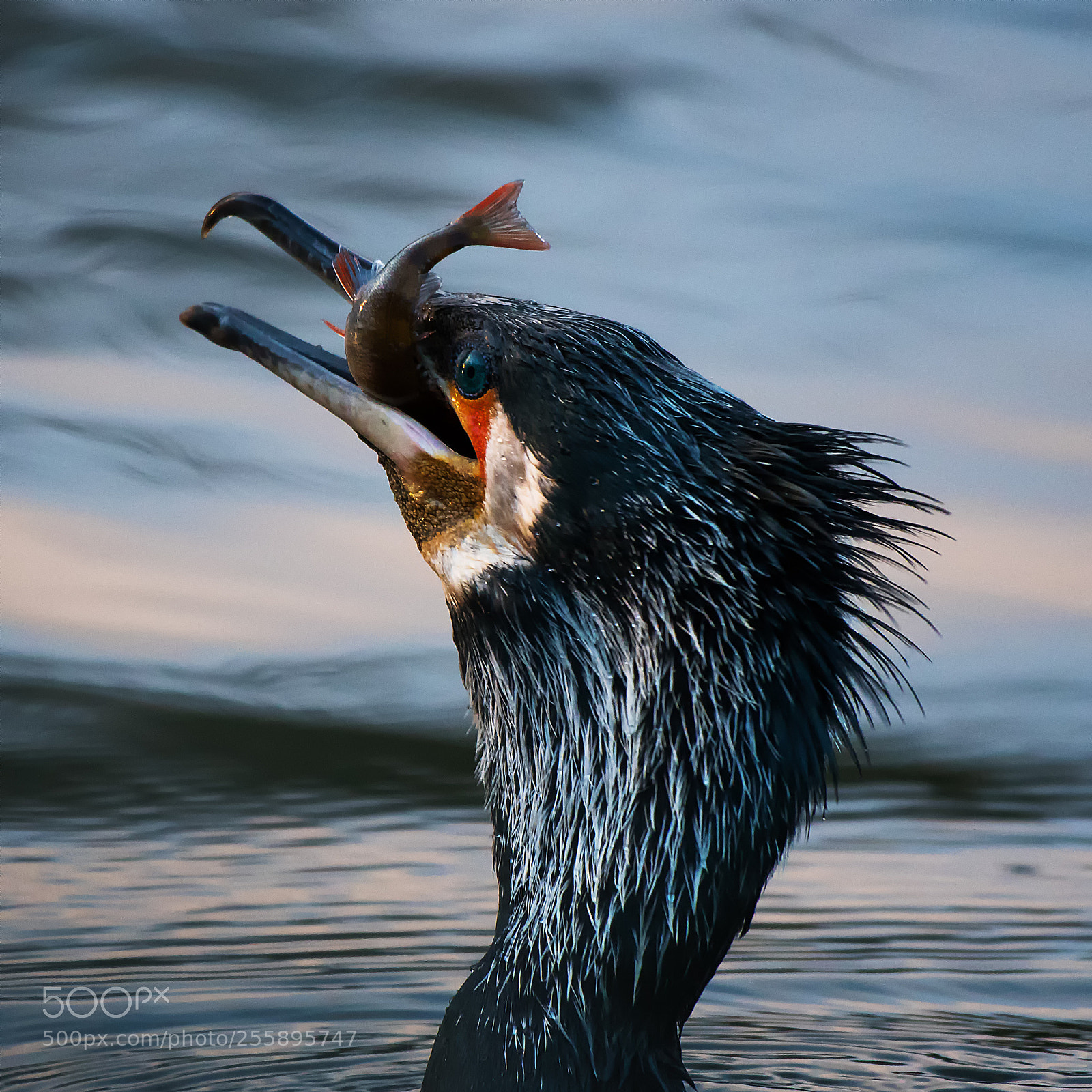 Nikon D500 sample photo. Cormorant at breakfast ... photography