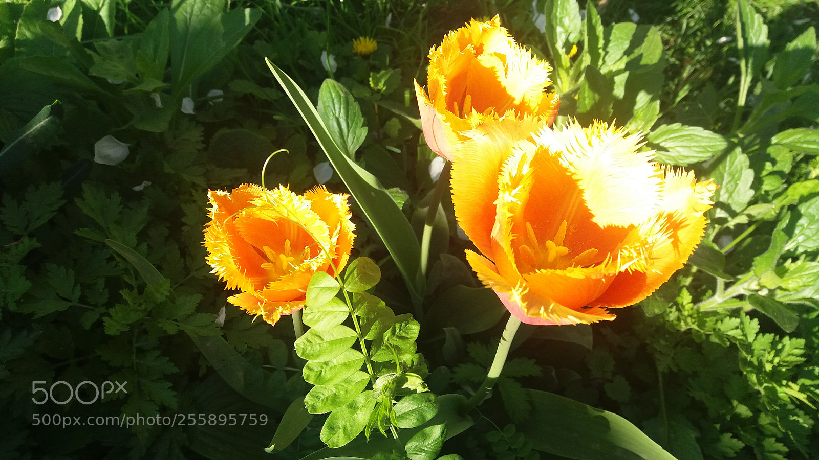 Samsung Galaxy J5 sample photo. Fuzzy tulips photography