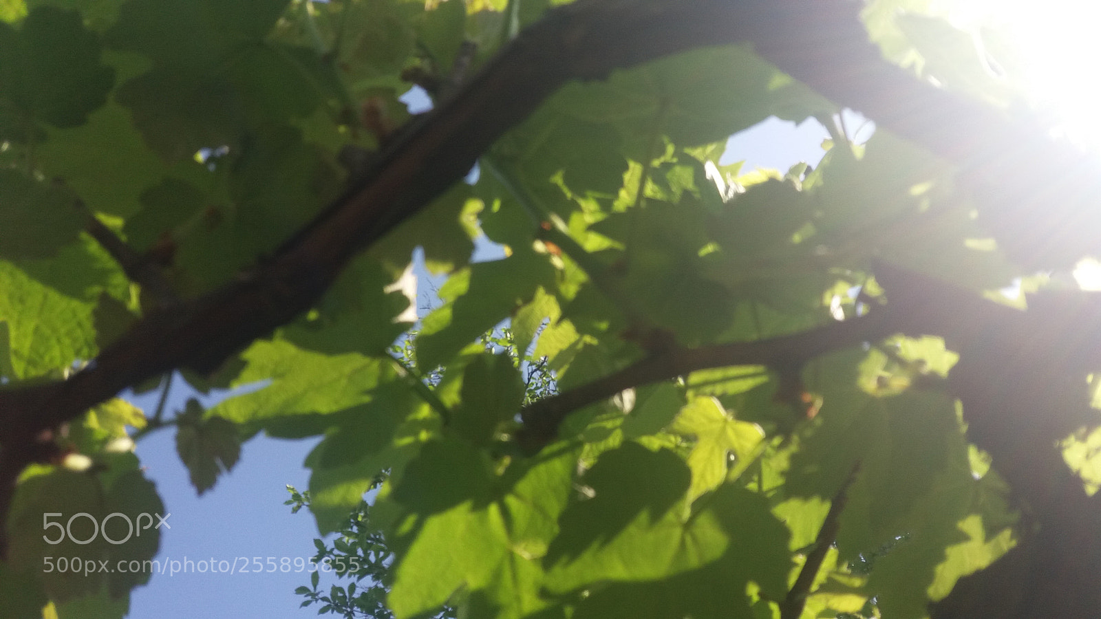 Samsung Galaxy J5 sample photo. Sun in the shade photography