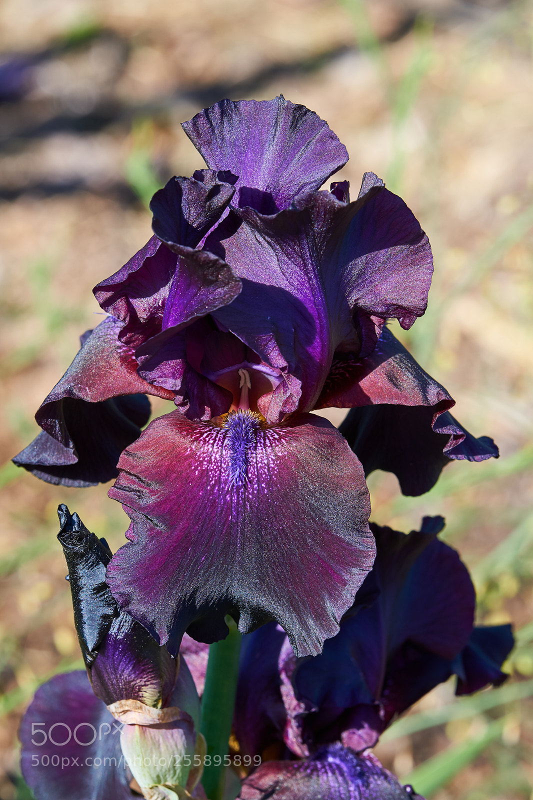 Sony a6000 sample photo. Iris photography