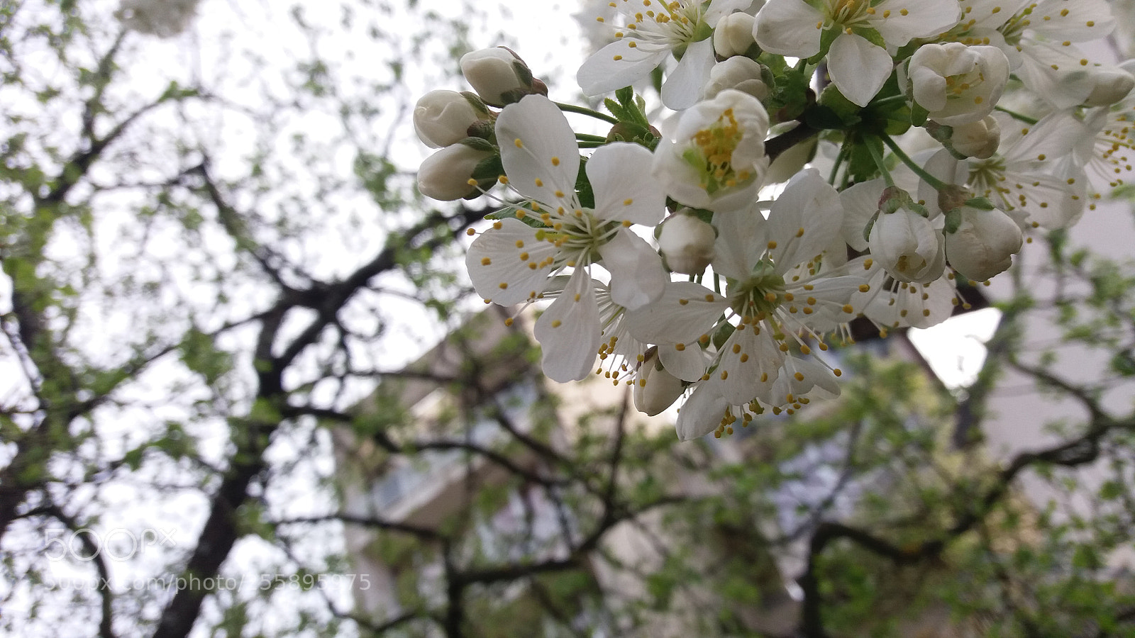 Samsung Galaxy J5 sample photo. 20180414_161710.jpg photography