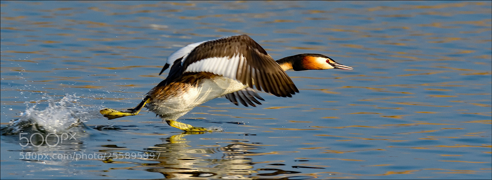 Nikon D500 sample photo. Fuut photography