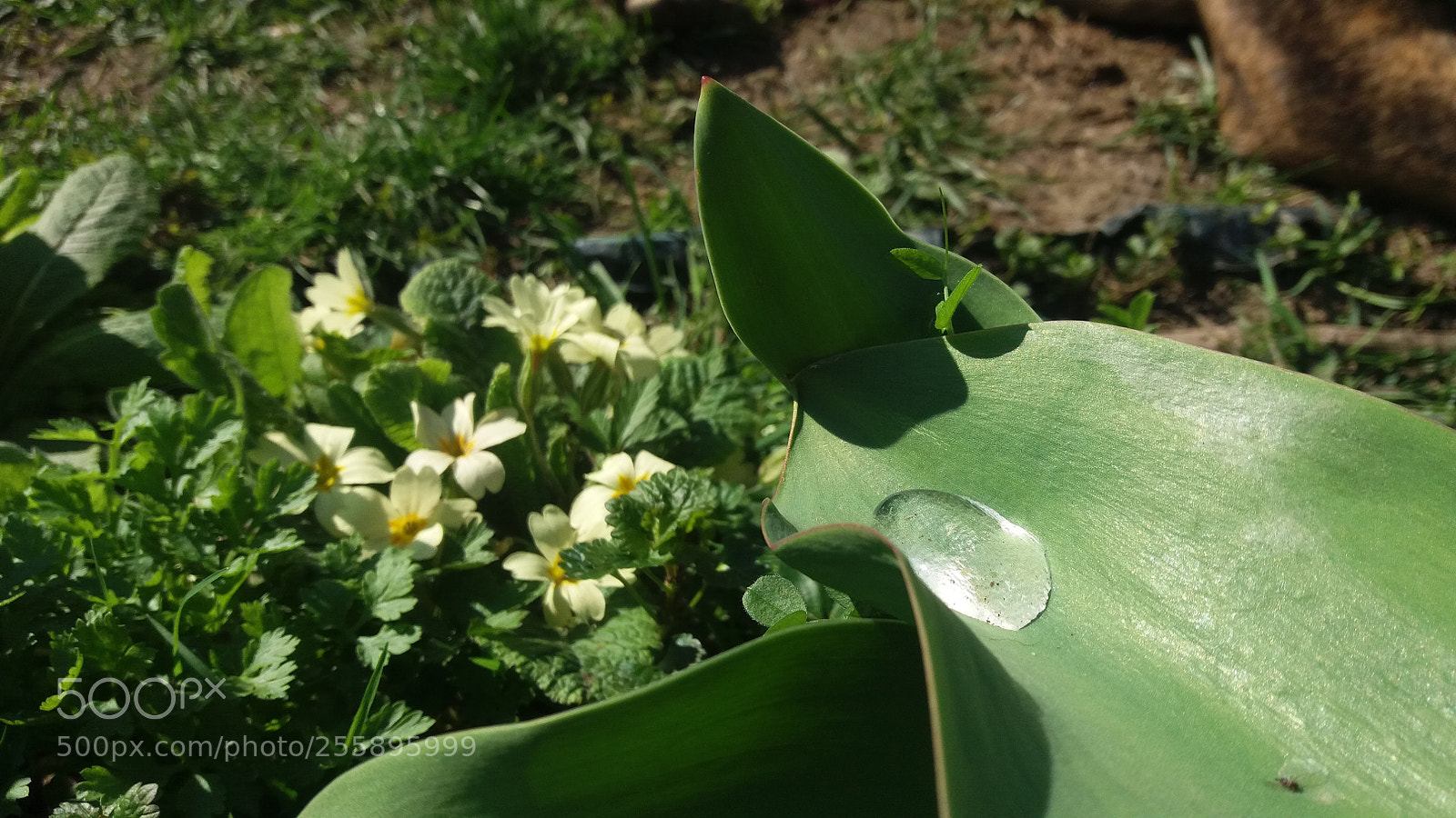 Samsung Galaxy J5 sample photo. Morning dew drop photography
