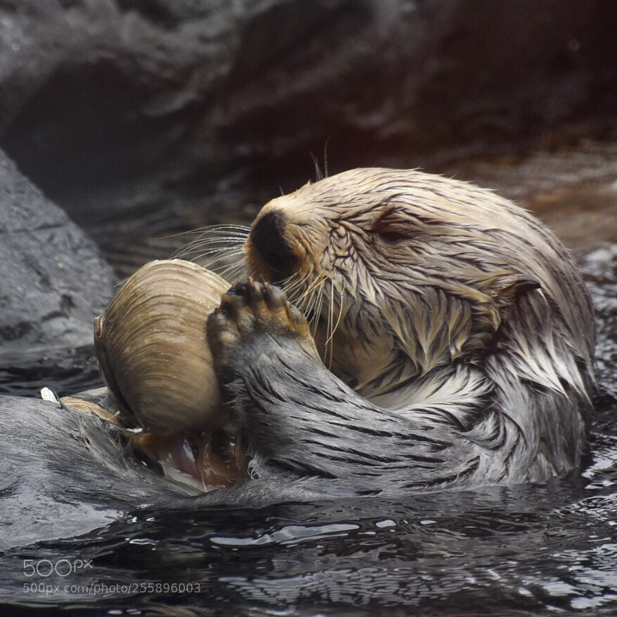 Nikon D5500 sample photo. Sea otter’s lunch photography