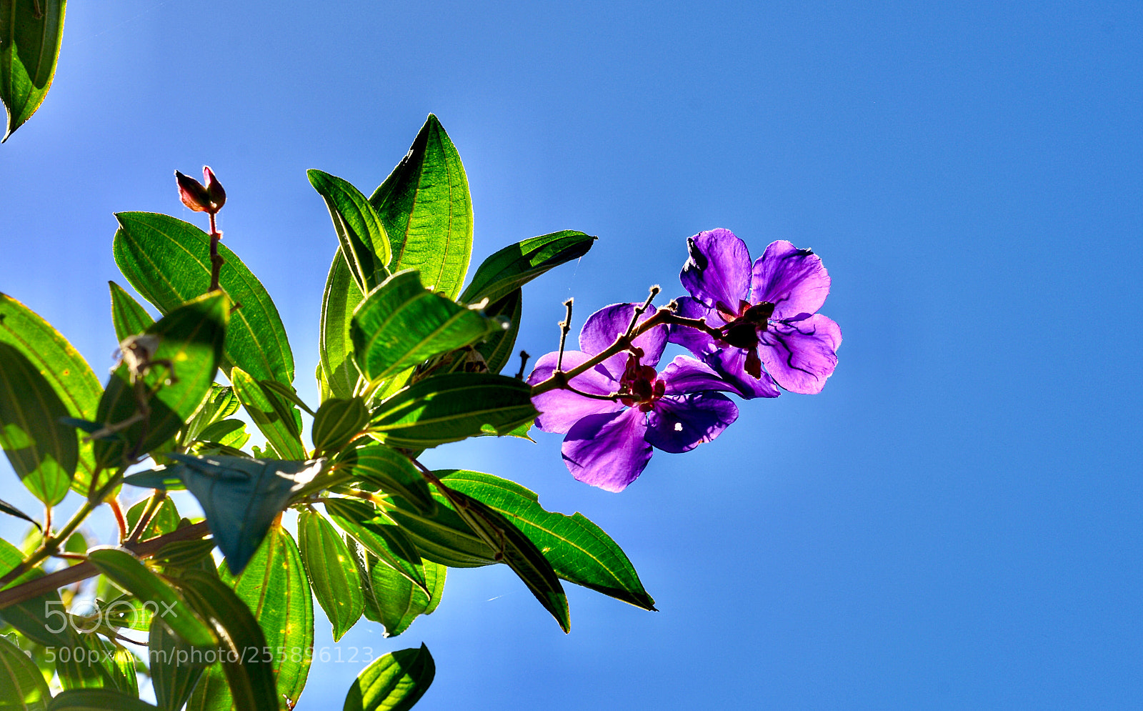 Nikon D800 sample photo. 《the sun shines brightly.》4。 photography