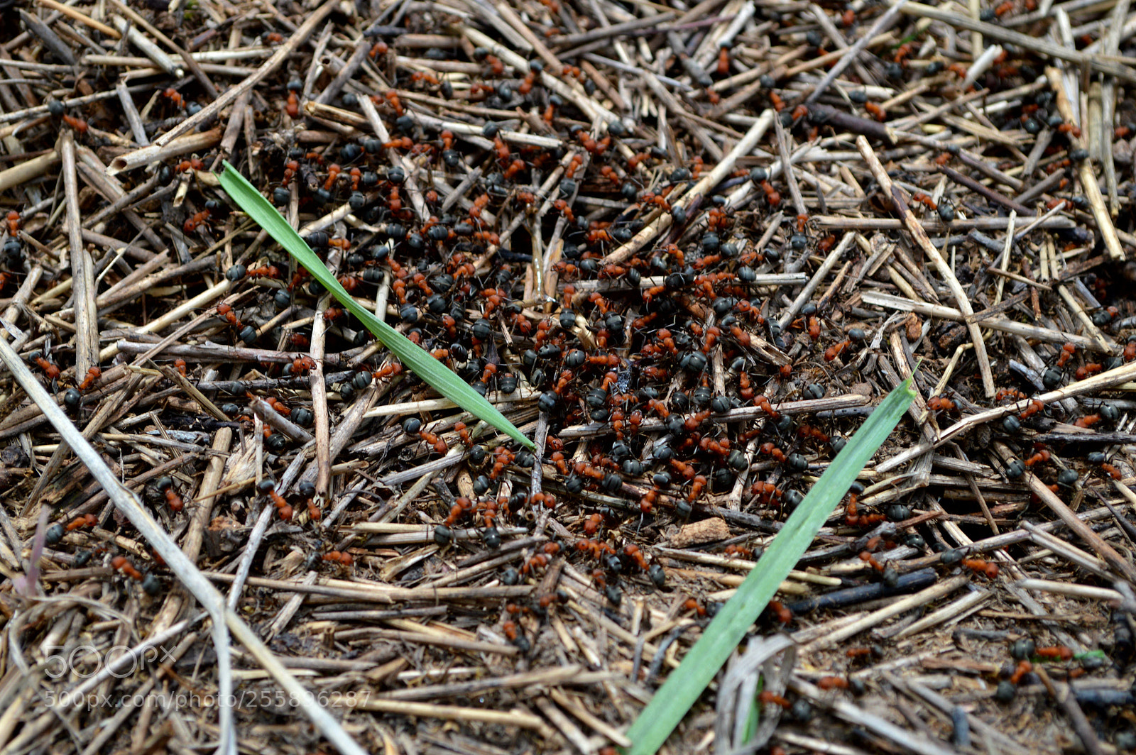 Nikon D3200 sample photo. Ants photography