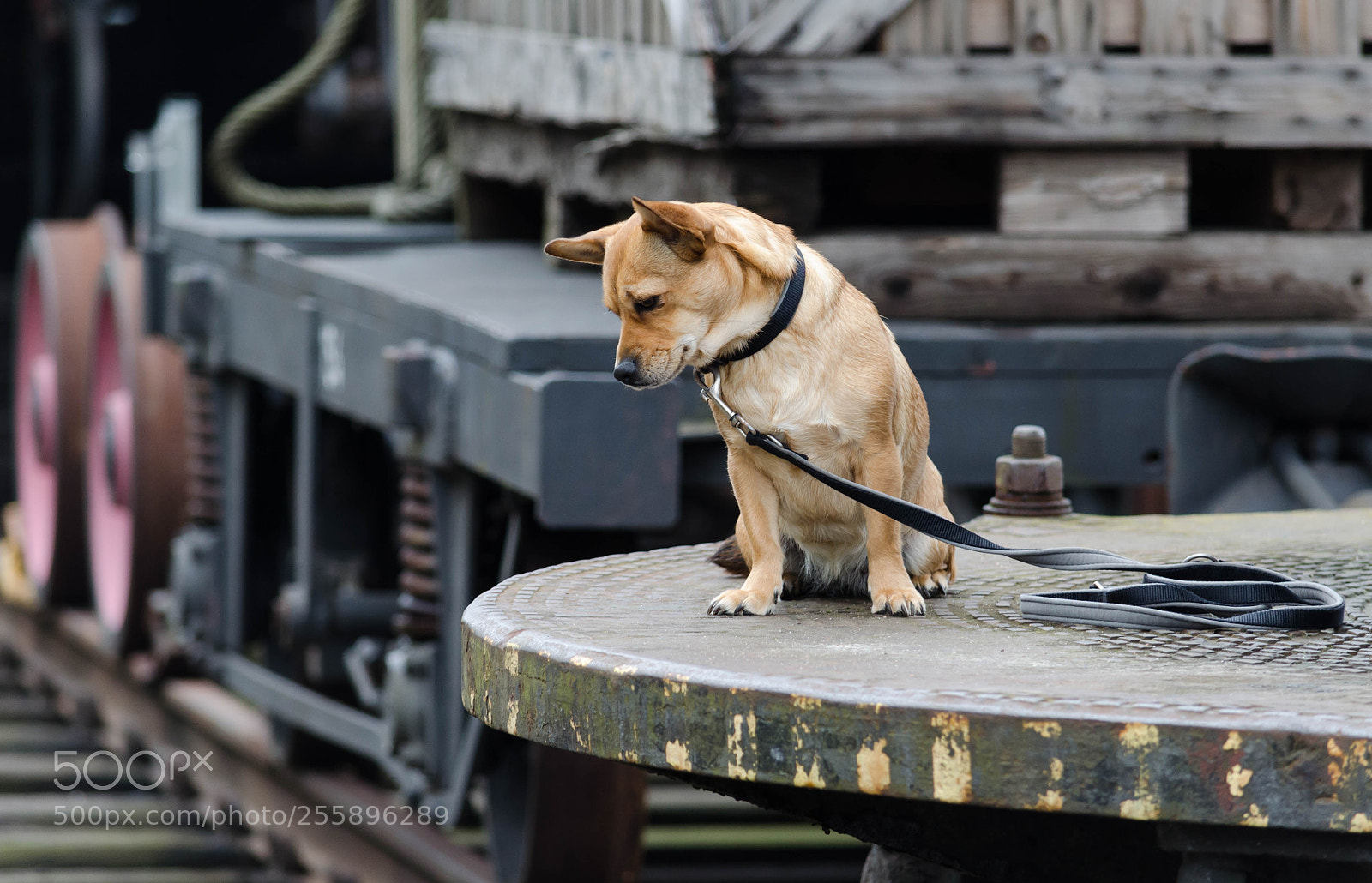 Nikon D5100 sample photo. Bonnie photography